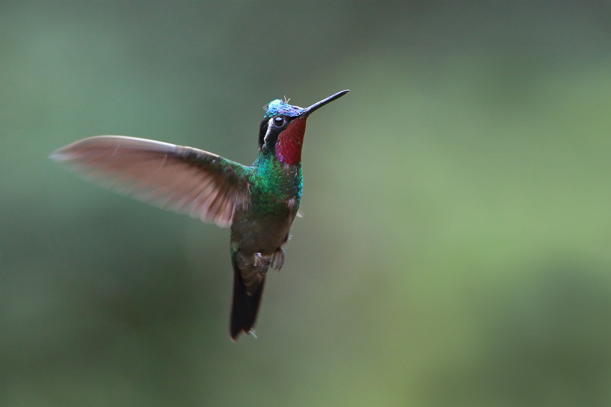 Magnoficent Hummingbird (Eugenes fulgens)...