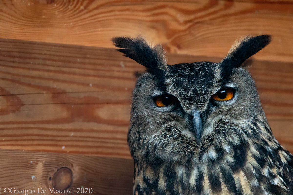 Royal Owl...