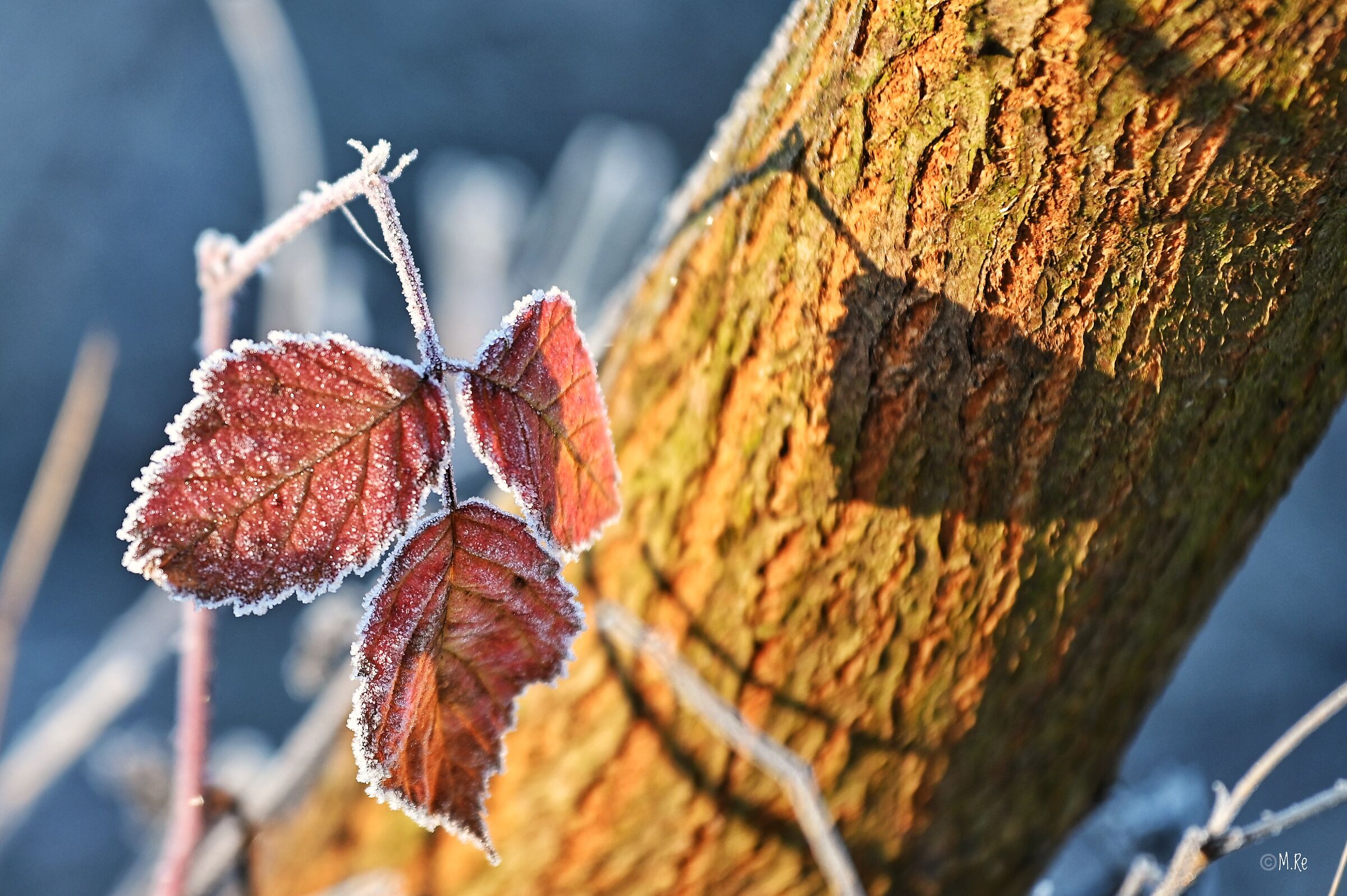 The frost and warm colors...