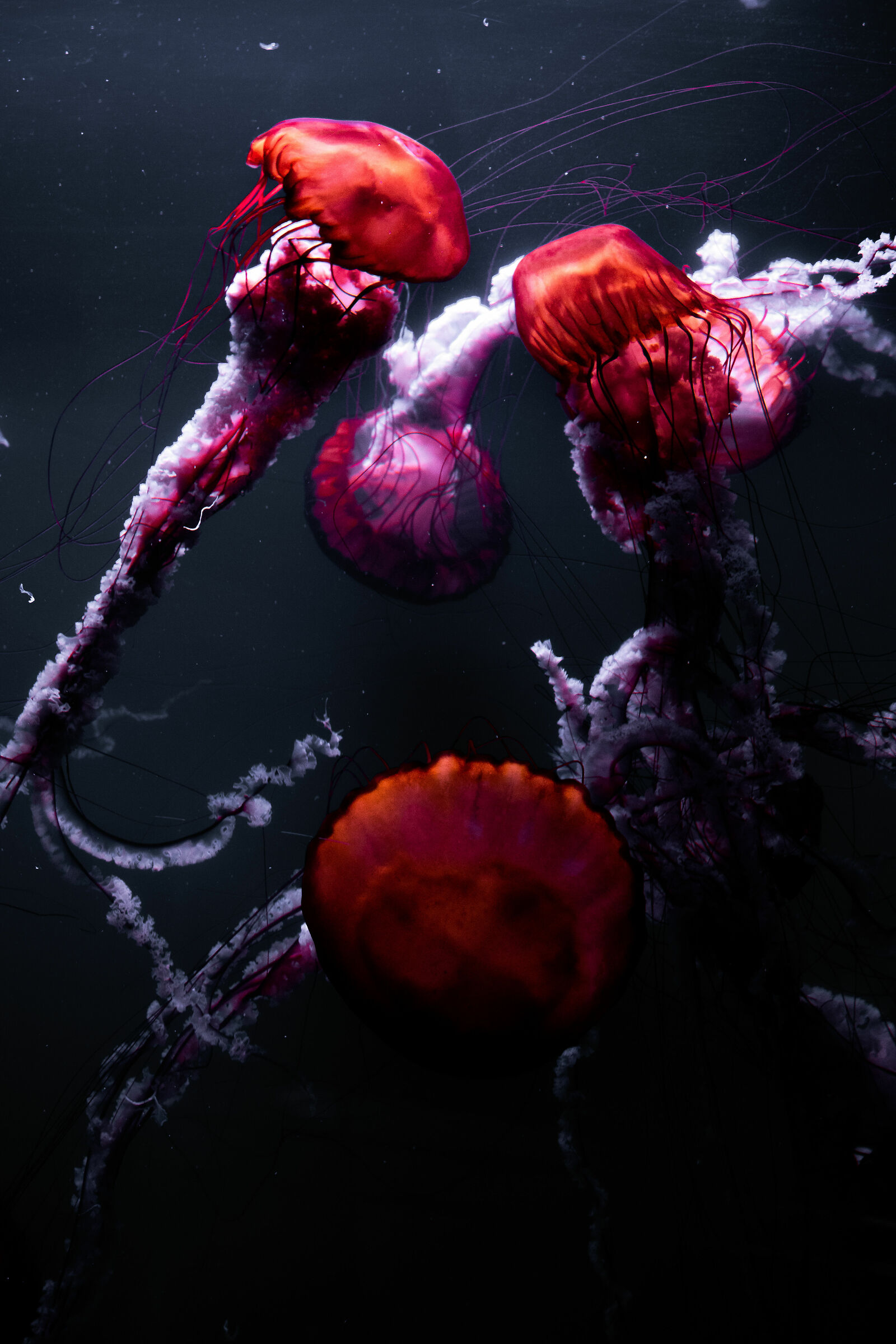 Valencia Aquarium jellyfish...