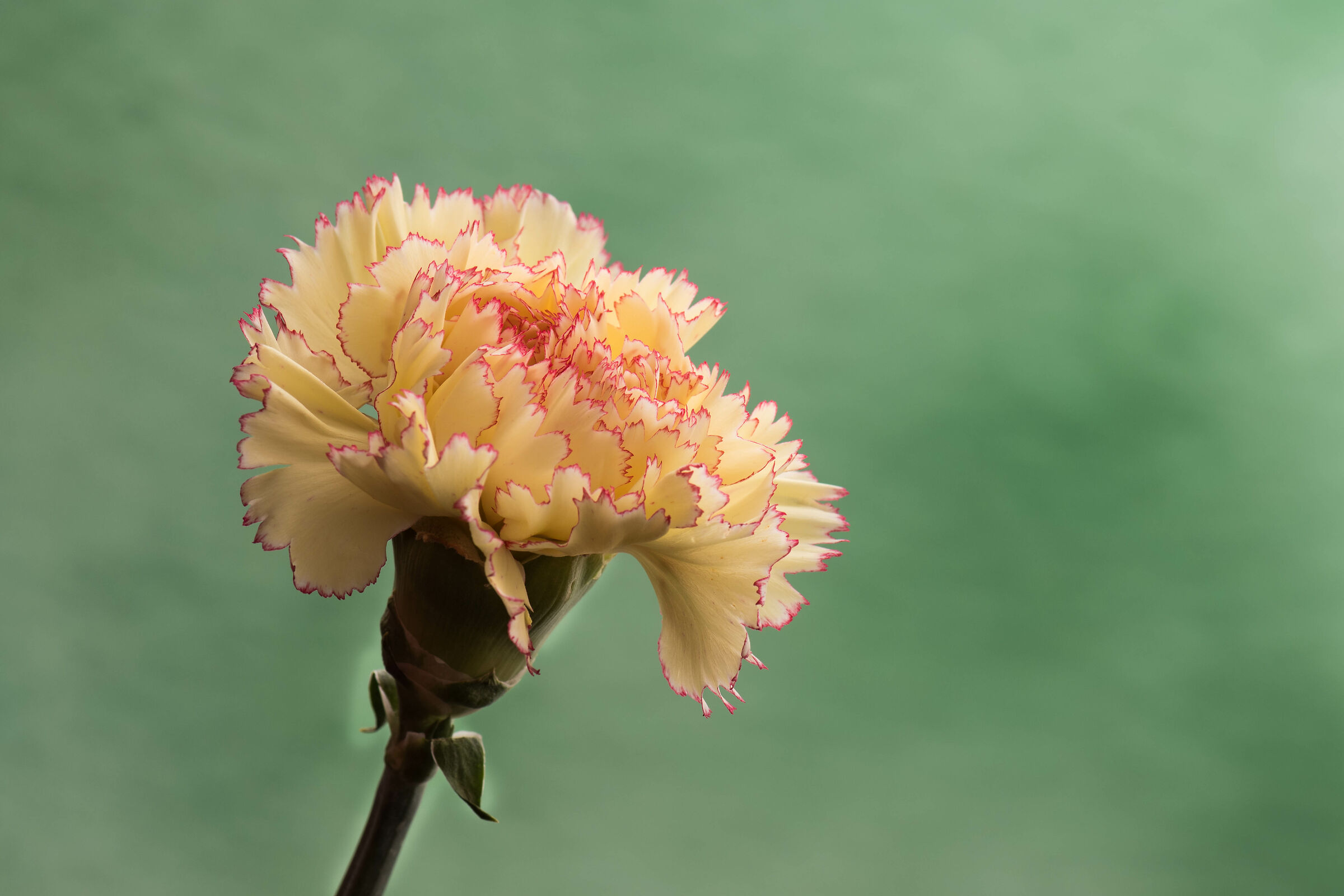 Yellow carnation with petals bordered in red...