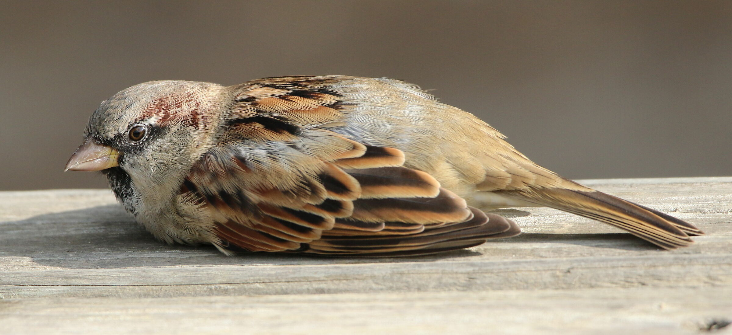 Resting sparrow...