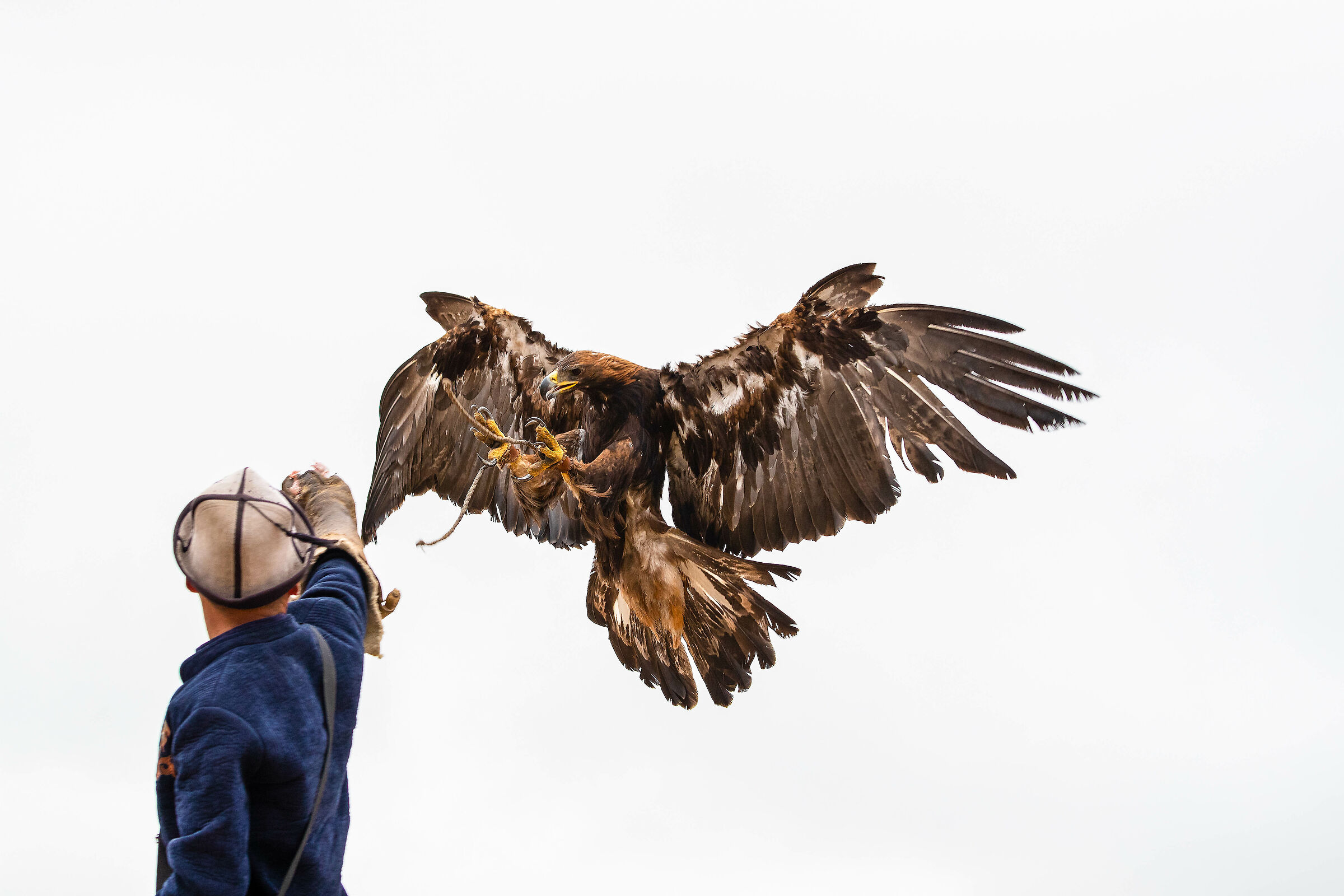 Aquila...