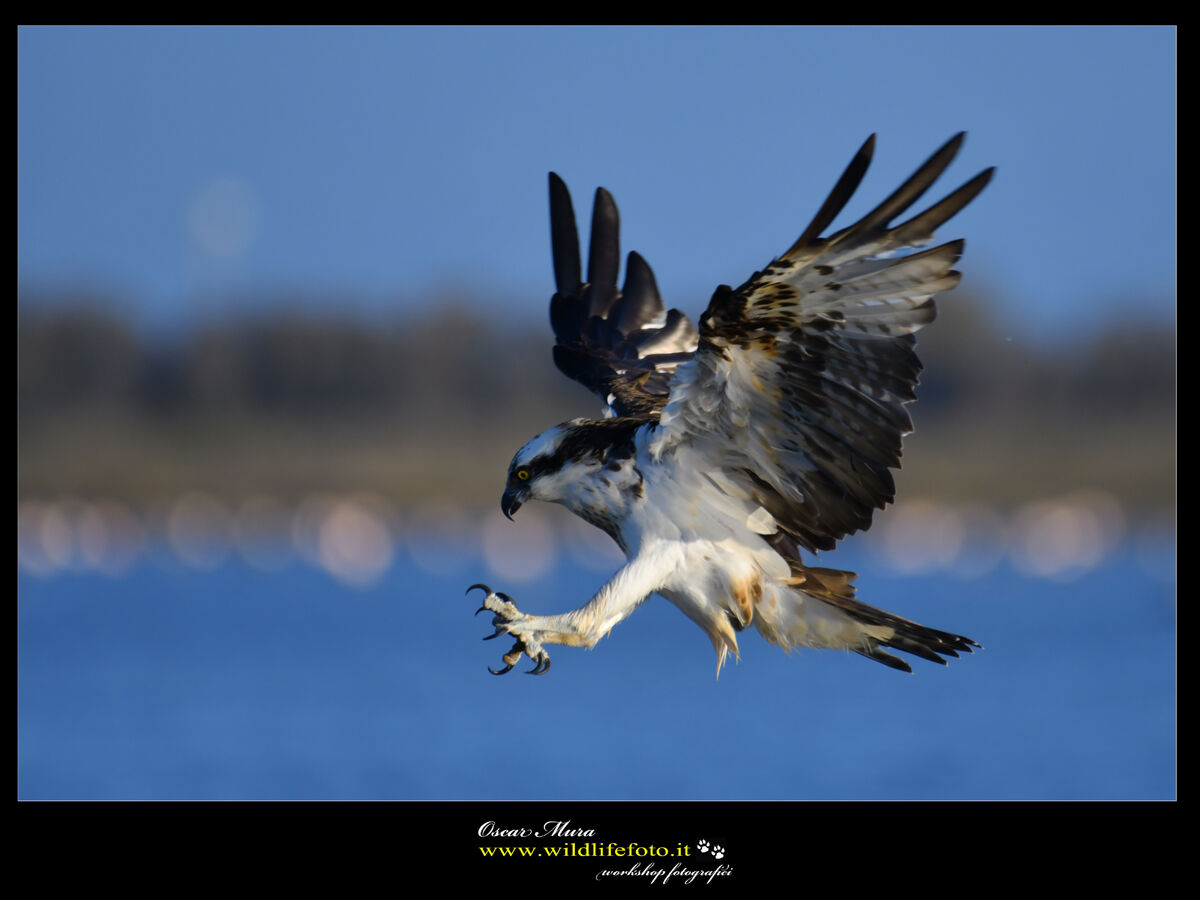 Falco pescatore Osprey...