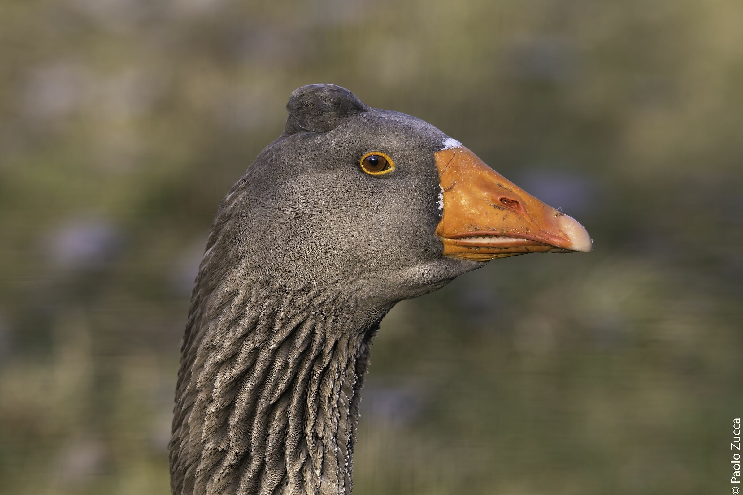 Goose profile...