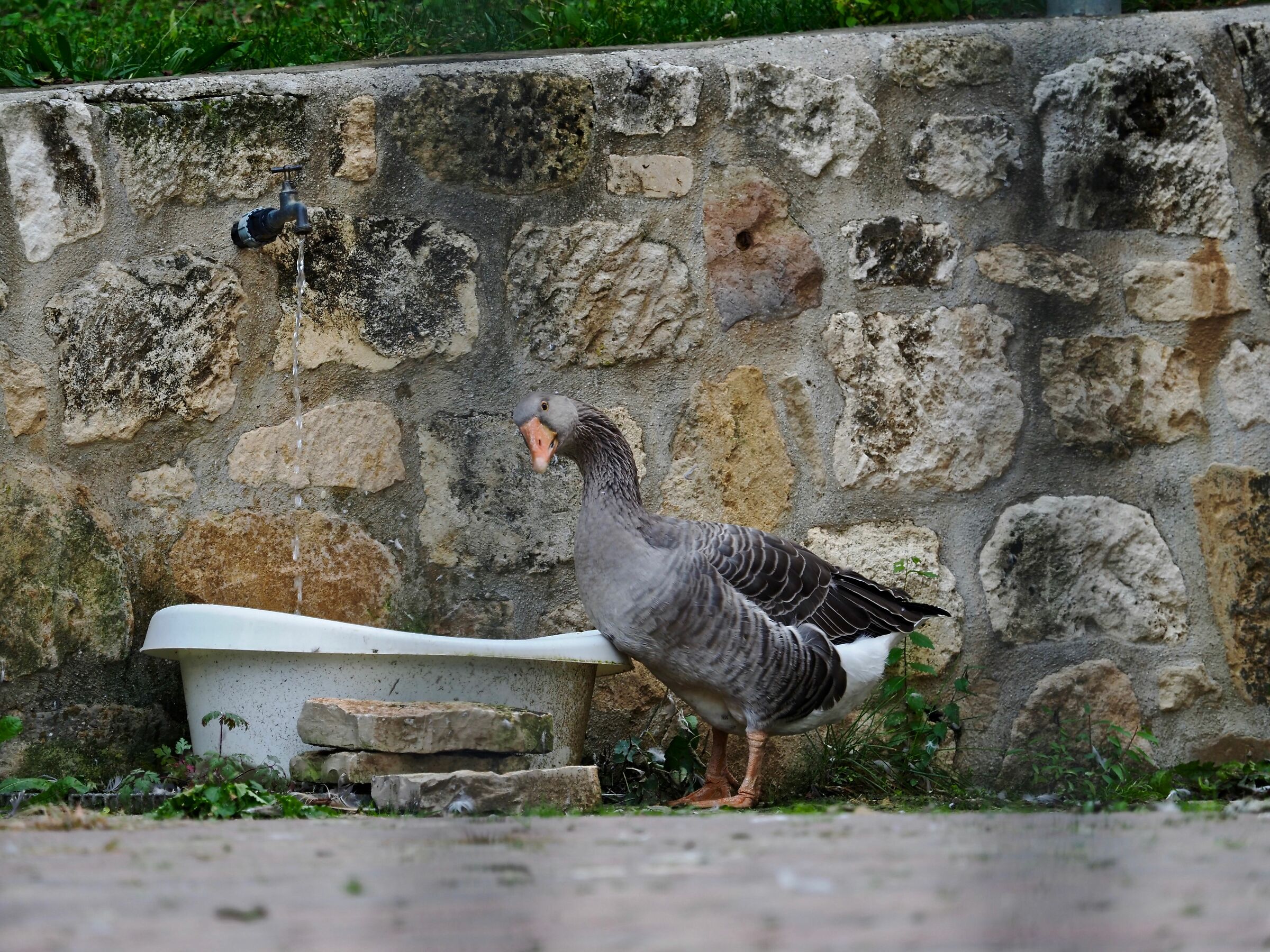 Curious goose...
