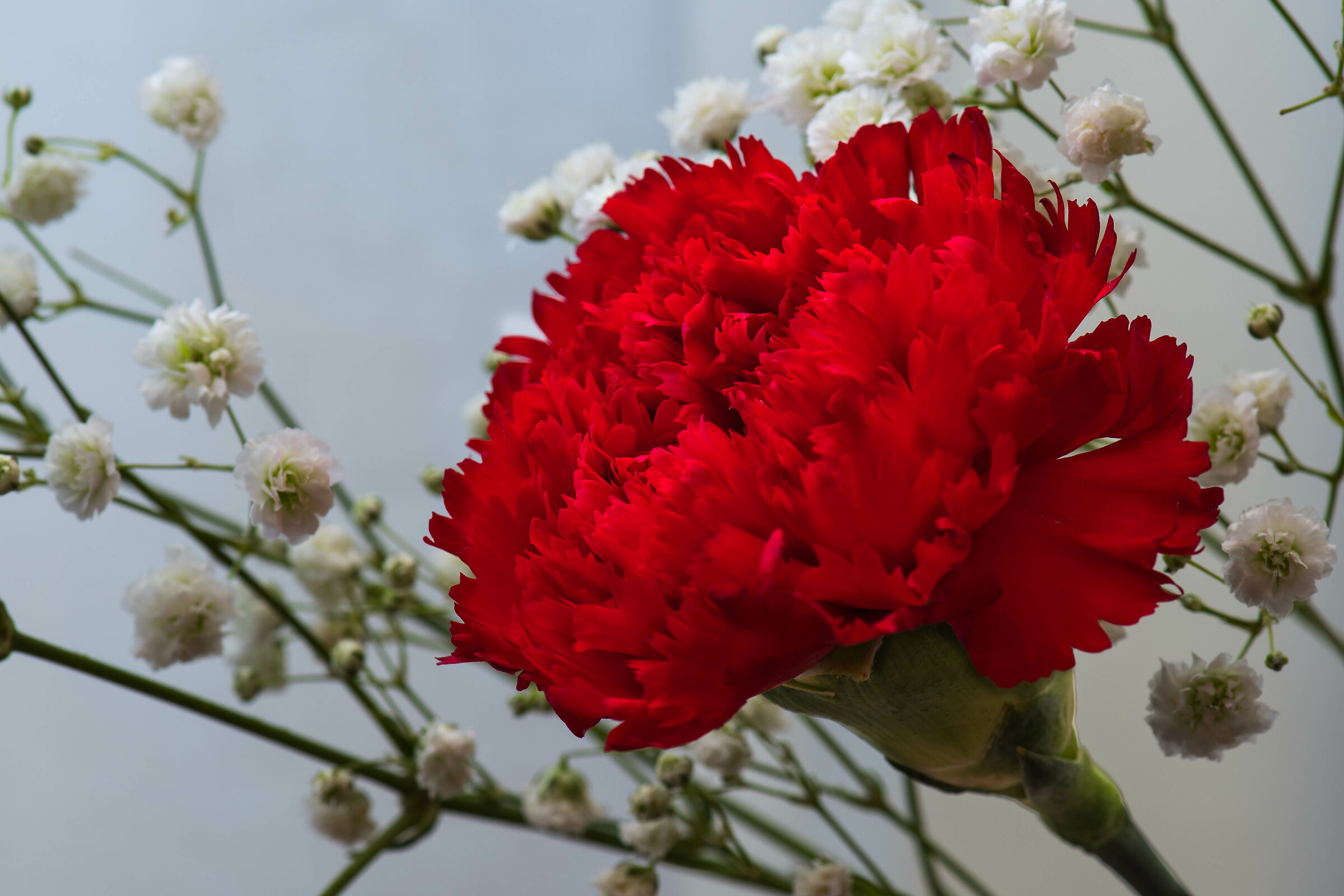 A red carnation in the middle of winter...