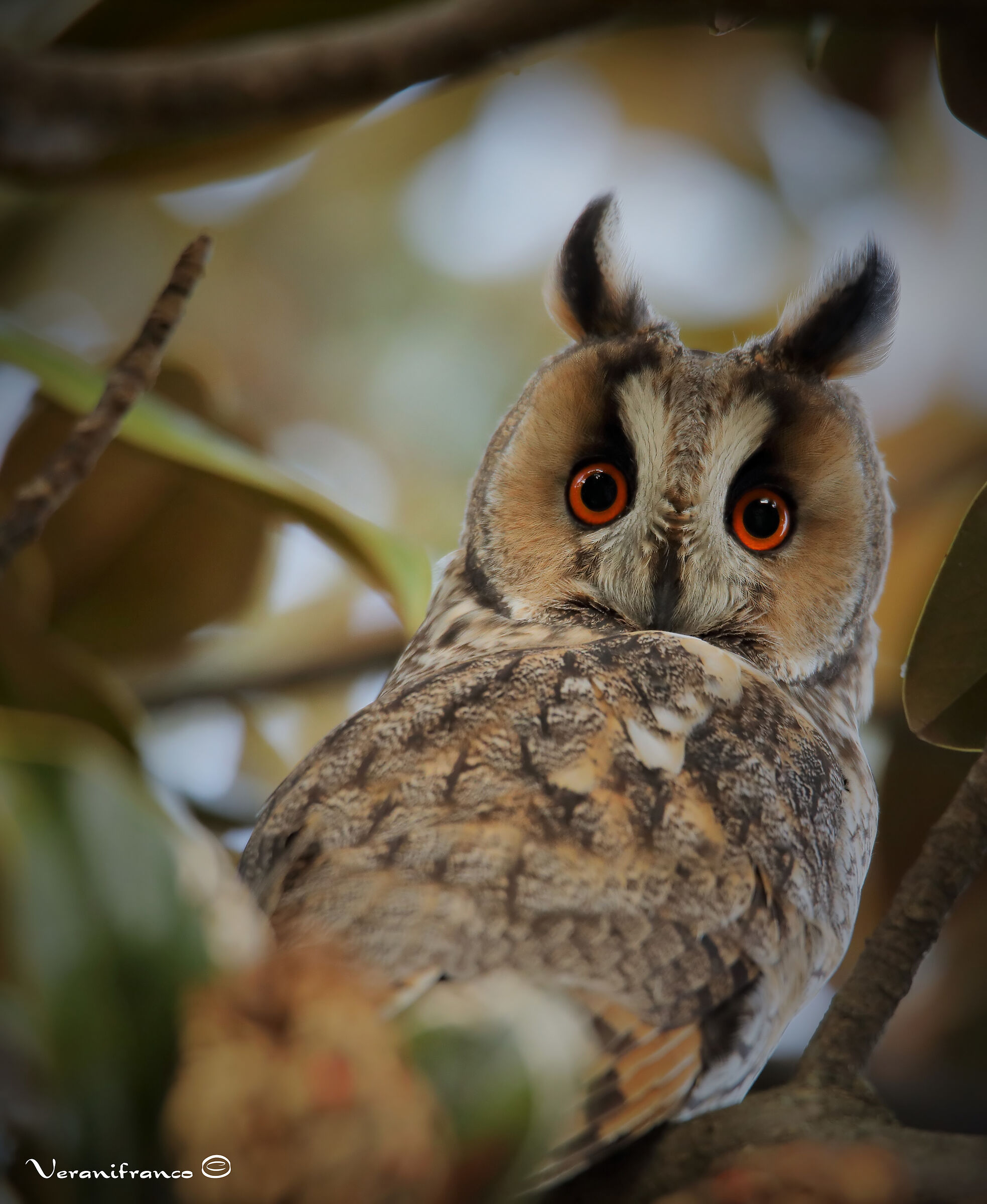 Common Owl...