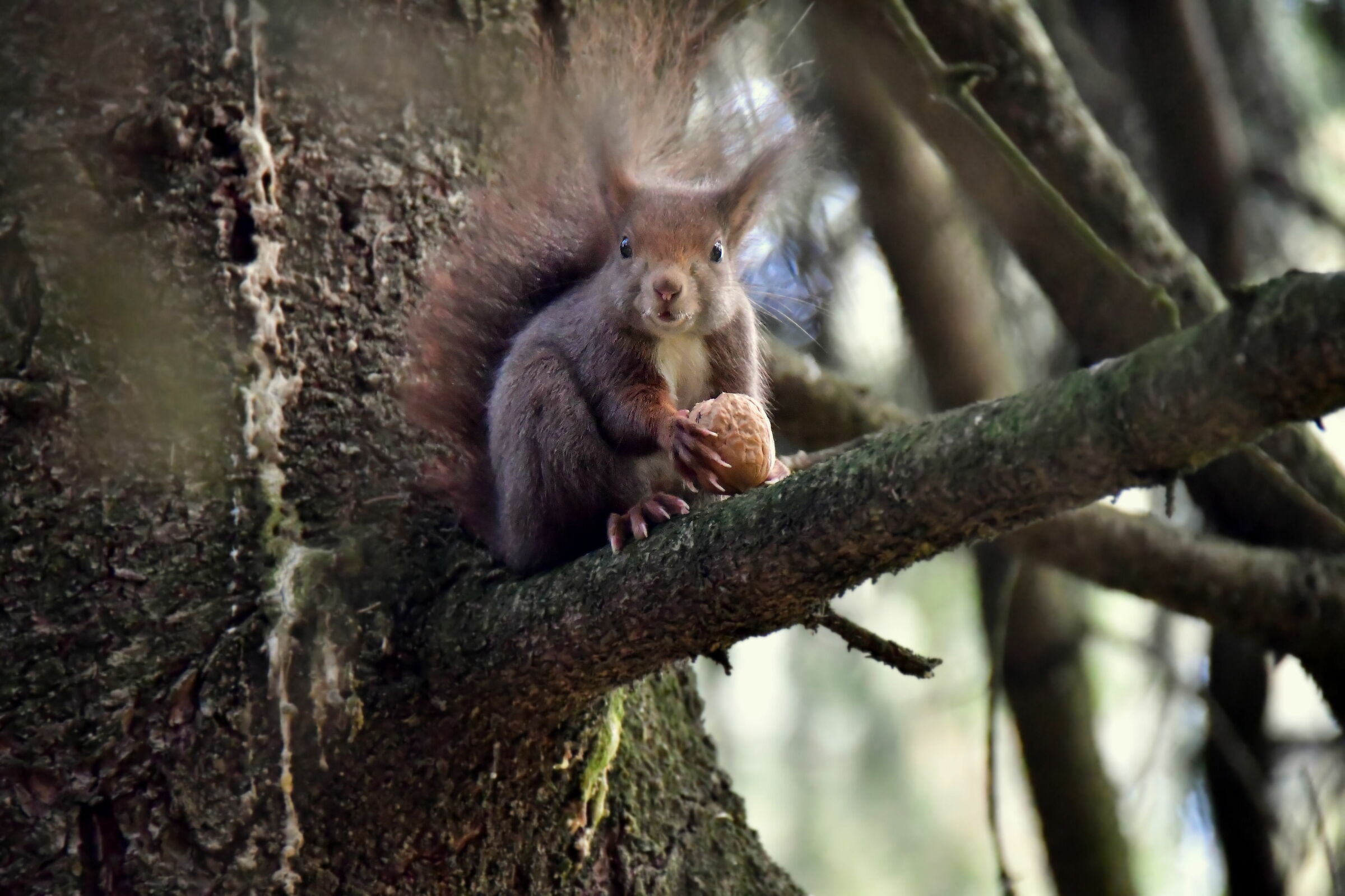 Squirrel - Good Appetite...
