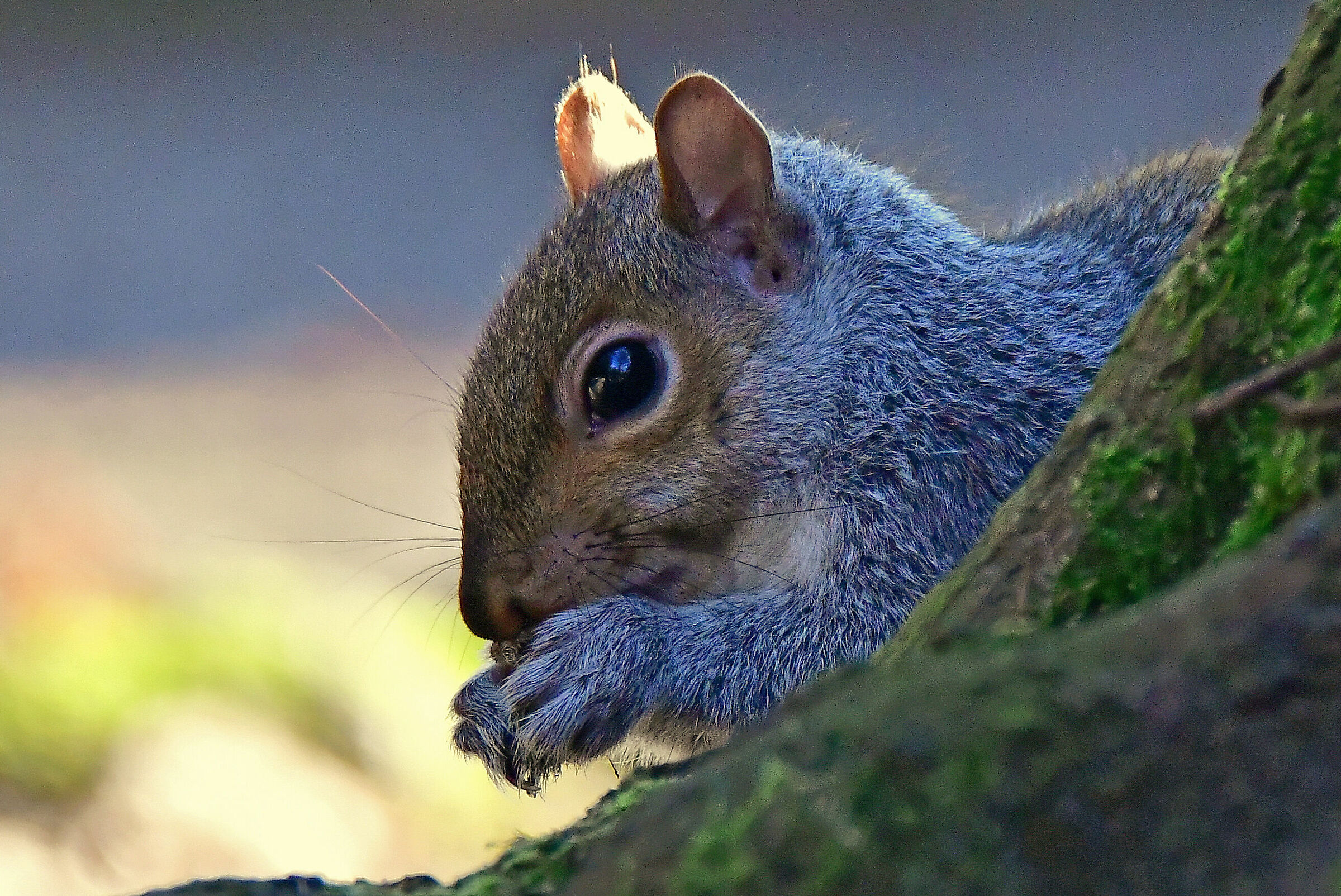 Squirrel - Portrait...