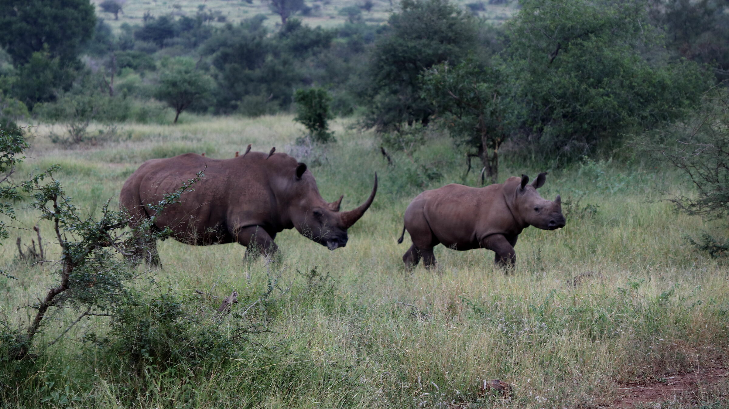 Rhinos walking!...