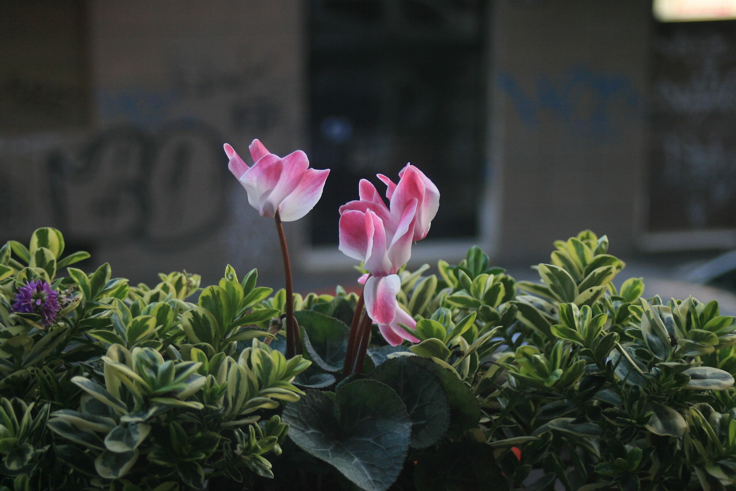 Flowers in the city...
