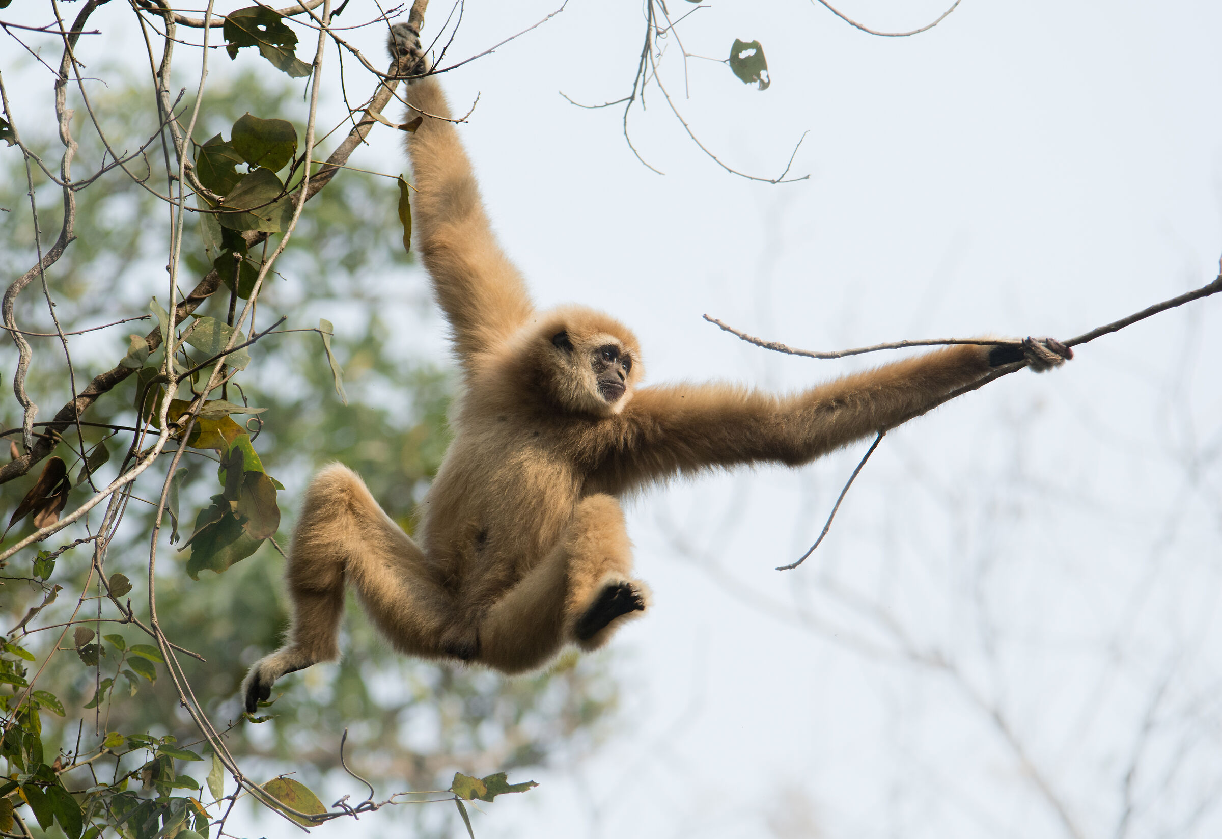 White handed gibbon - On the move...