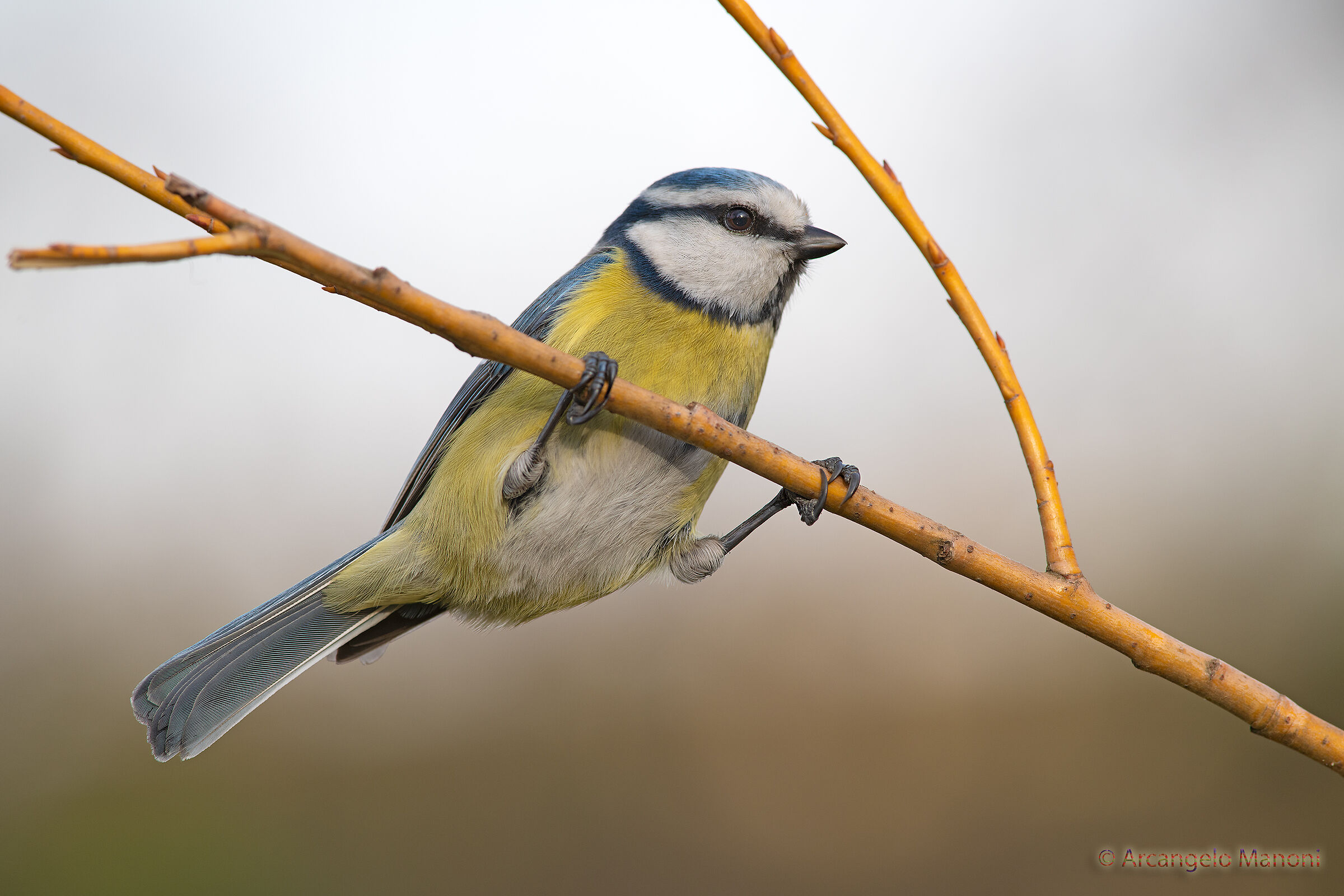 My name is blue tit...