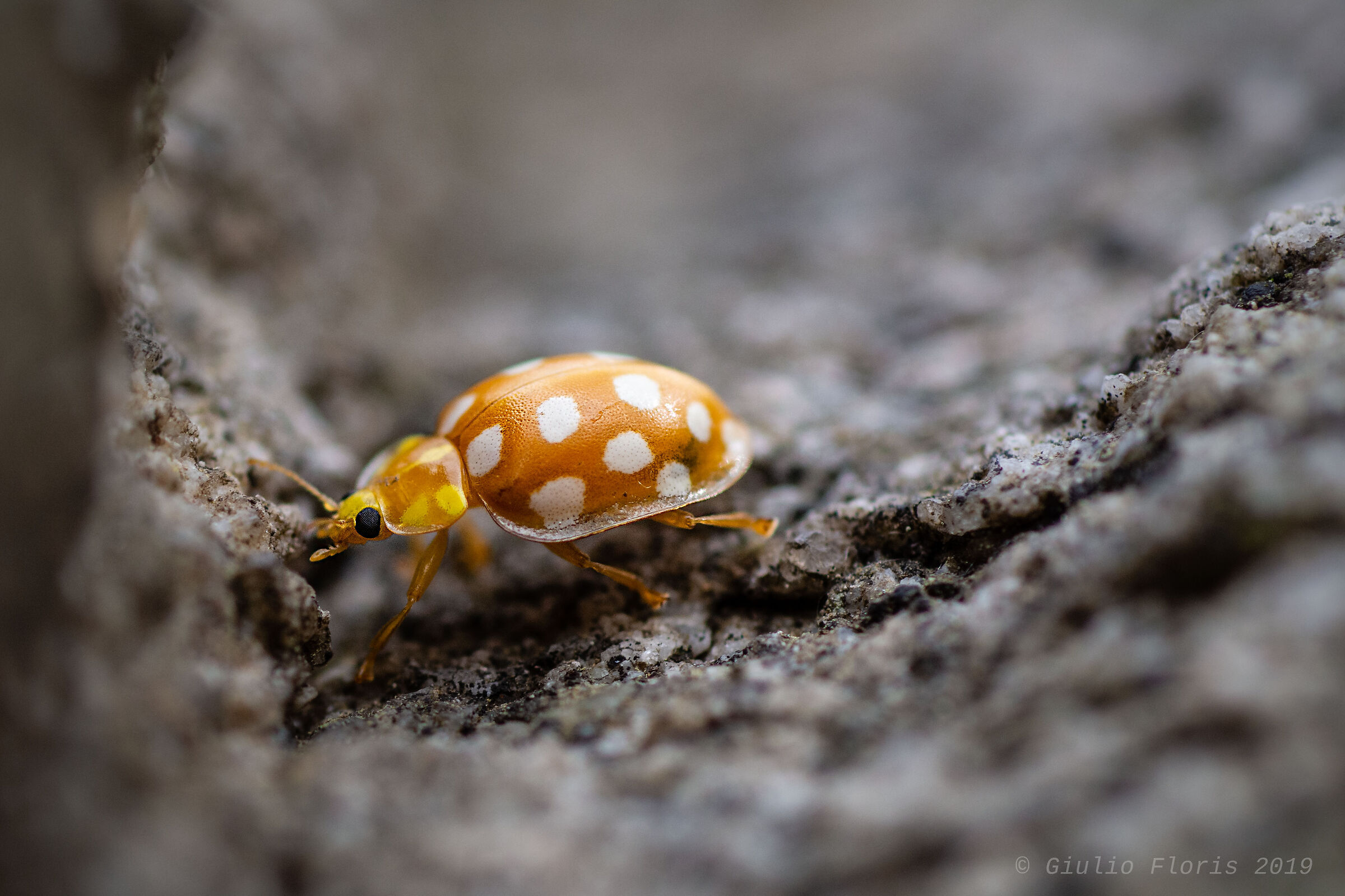 Orange ladybug (halizya sedemguttata)...