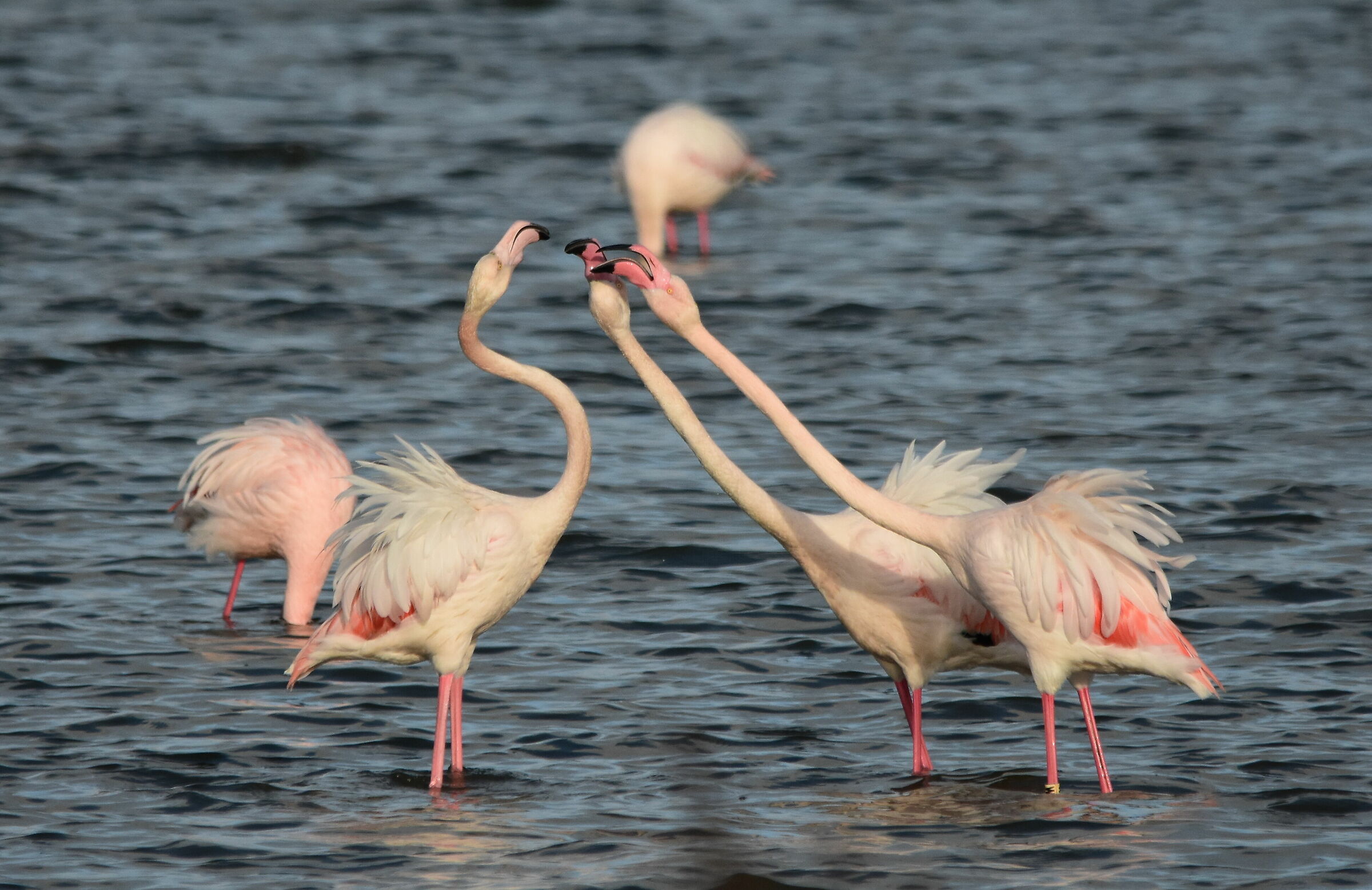 Flamingos in quarrel...