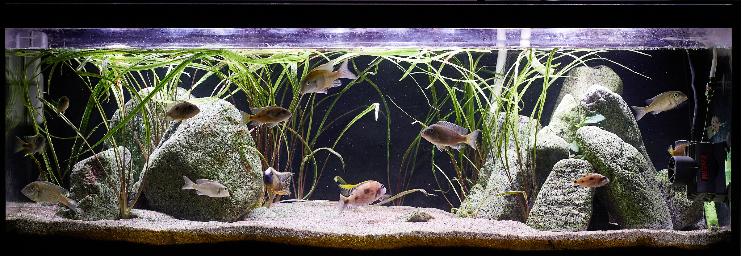 My aquarium...