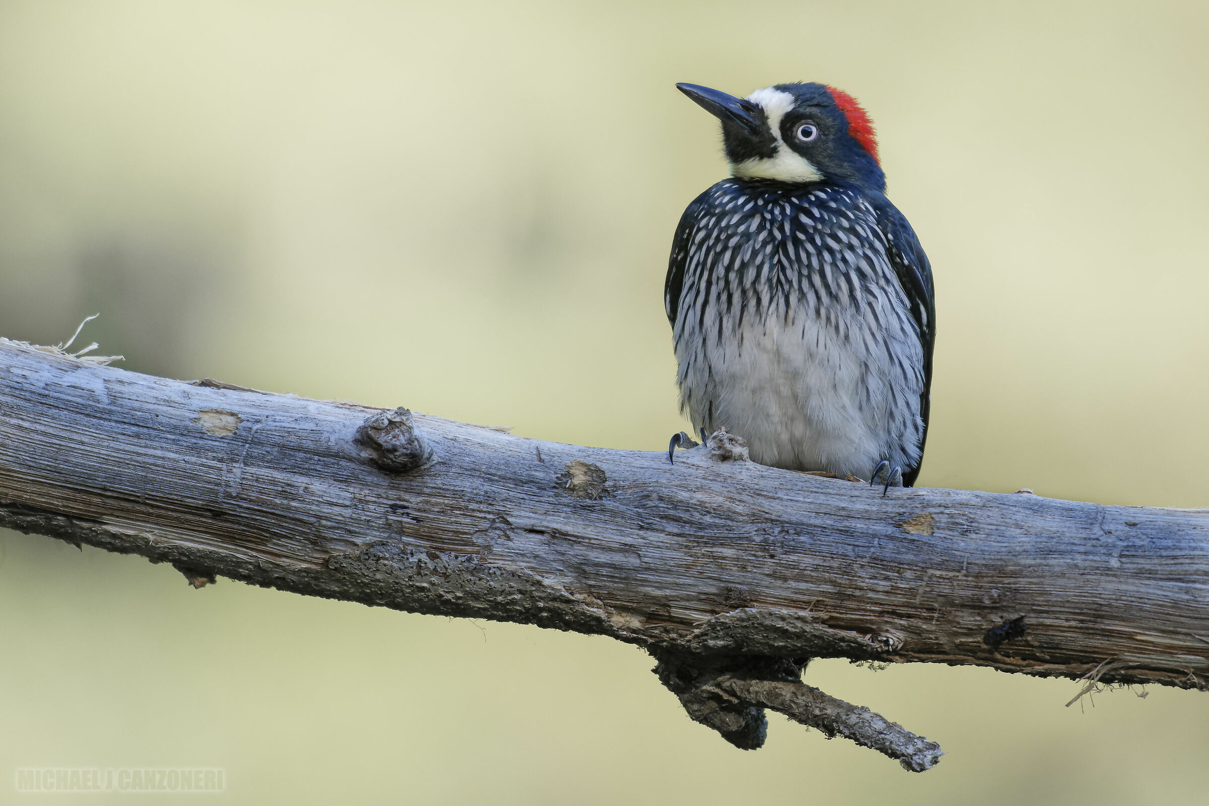 Acorn Woodpecker...