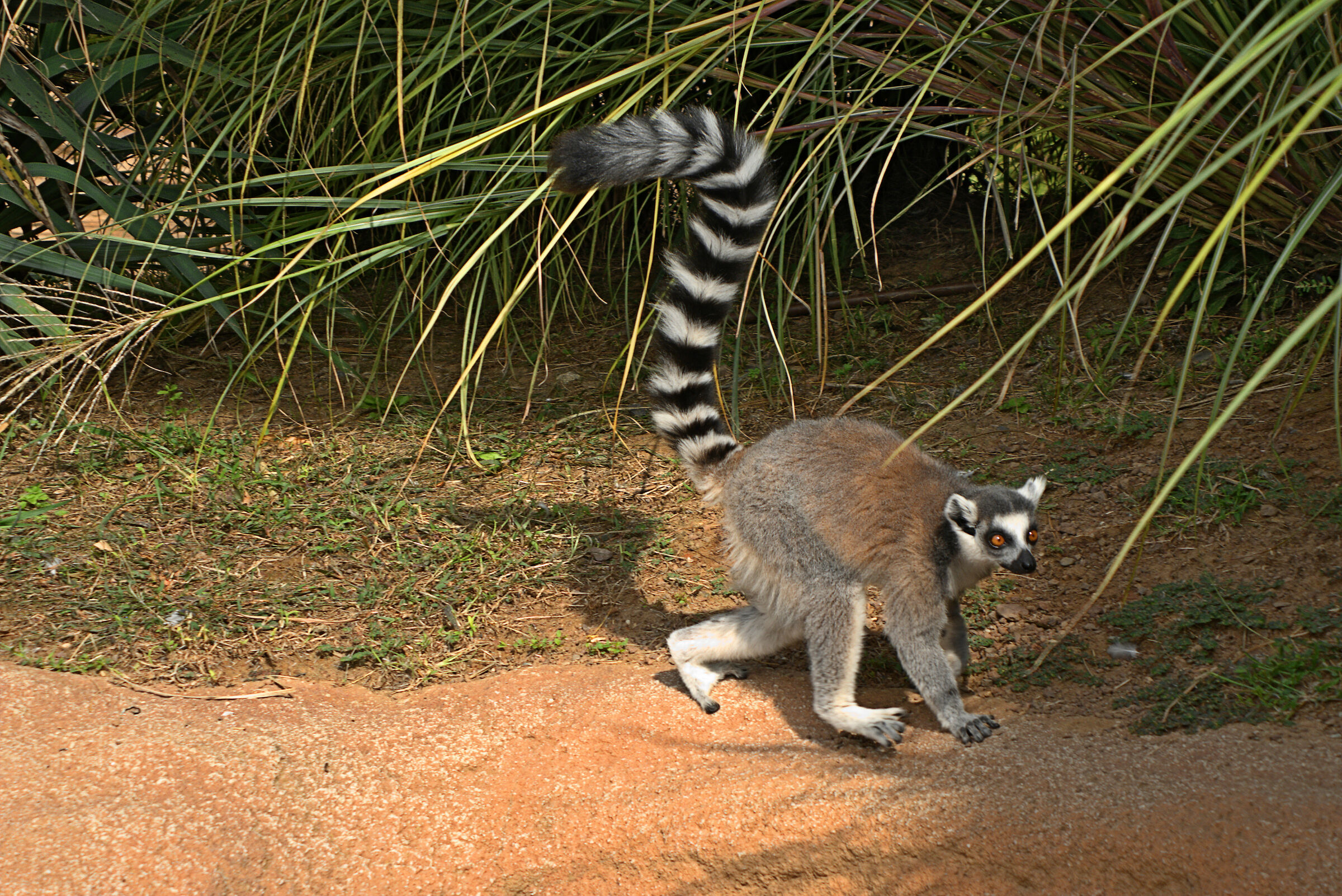 Cat Lemur...