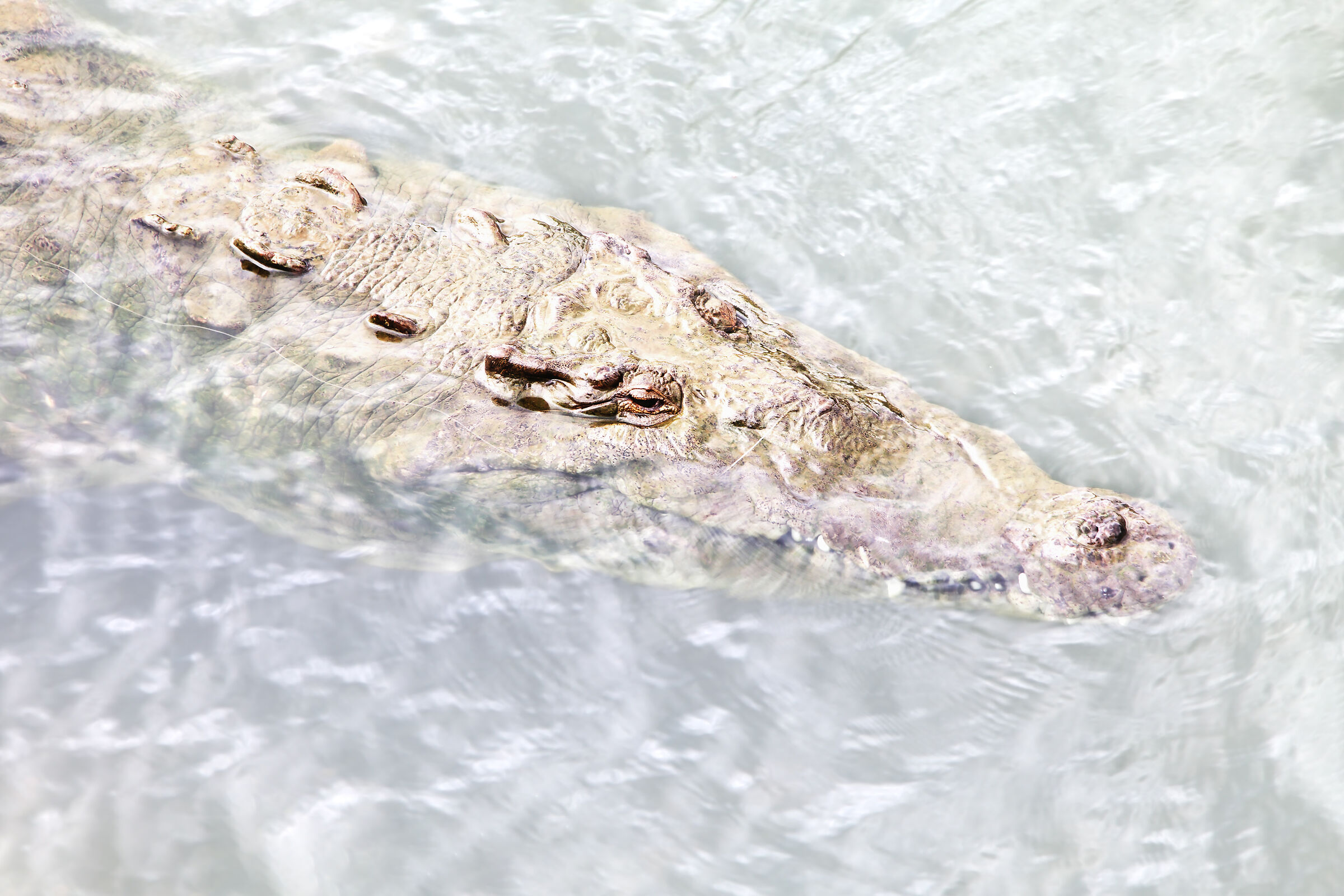 American crocodile...