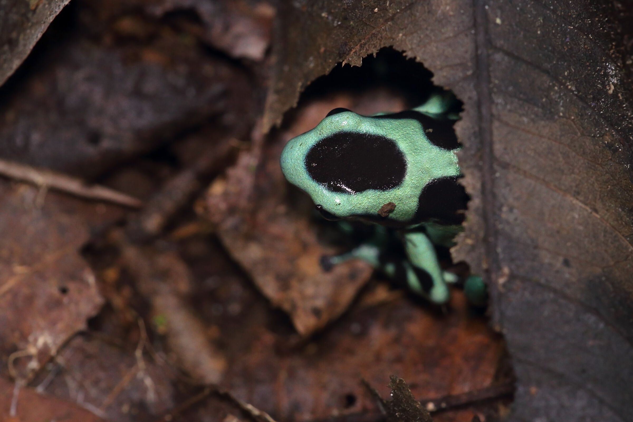 Green&Black Poison Frog...