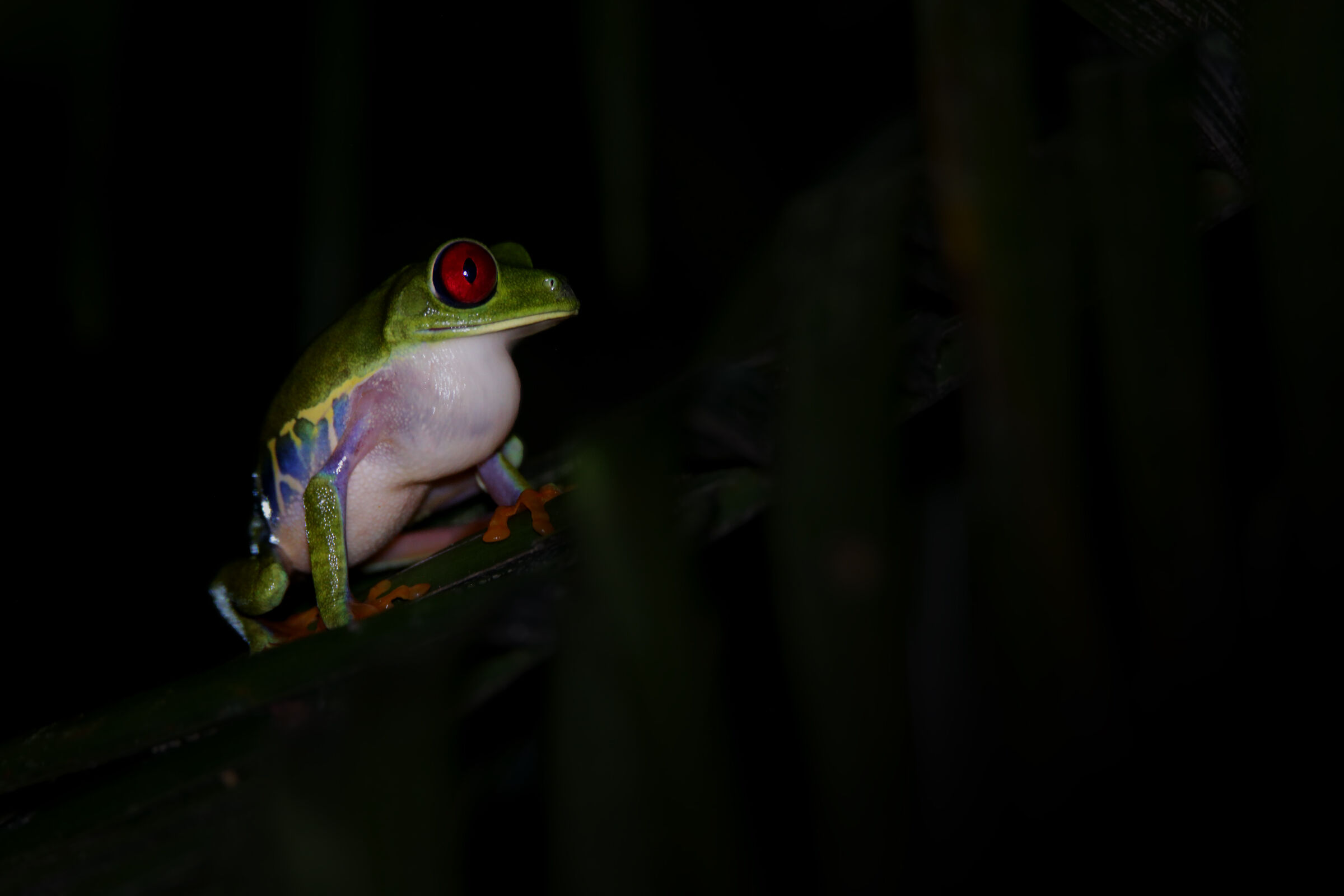 Red-eyed  Leaf Frog...