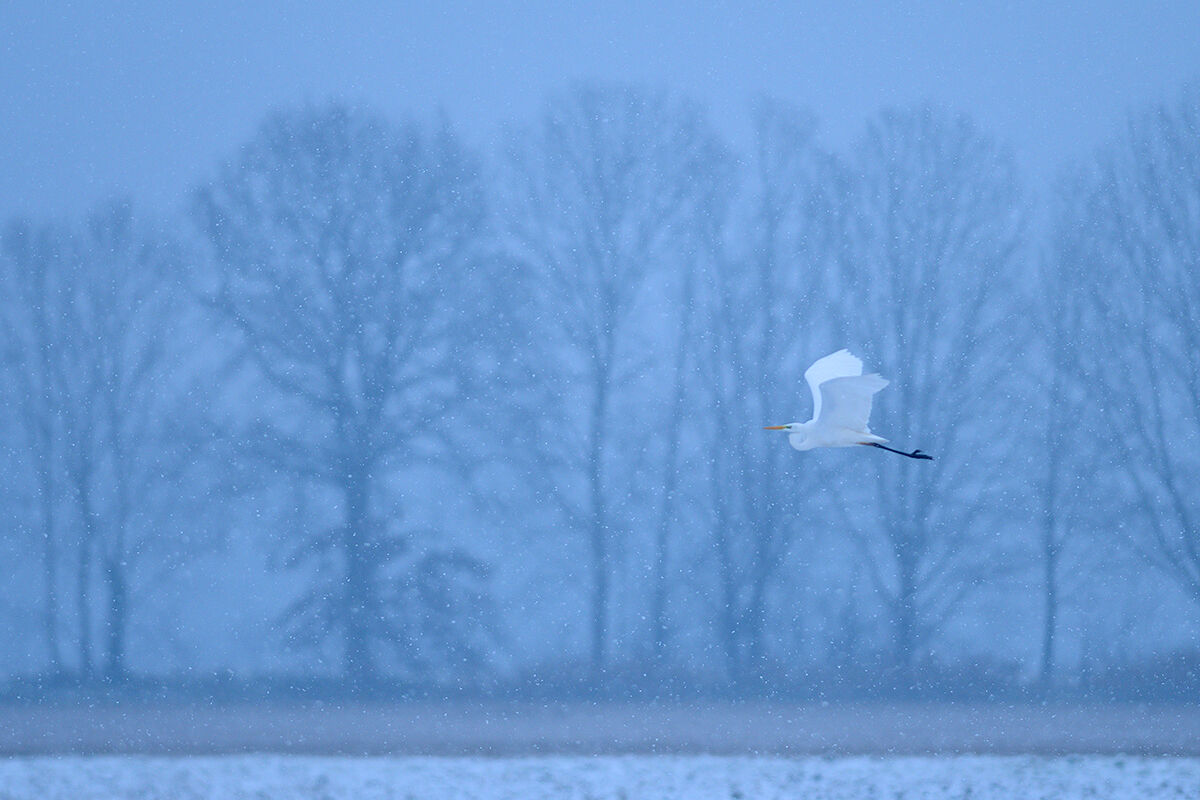 White heron....