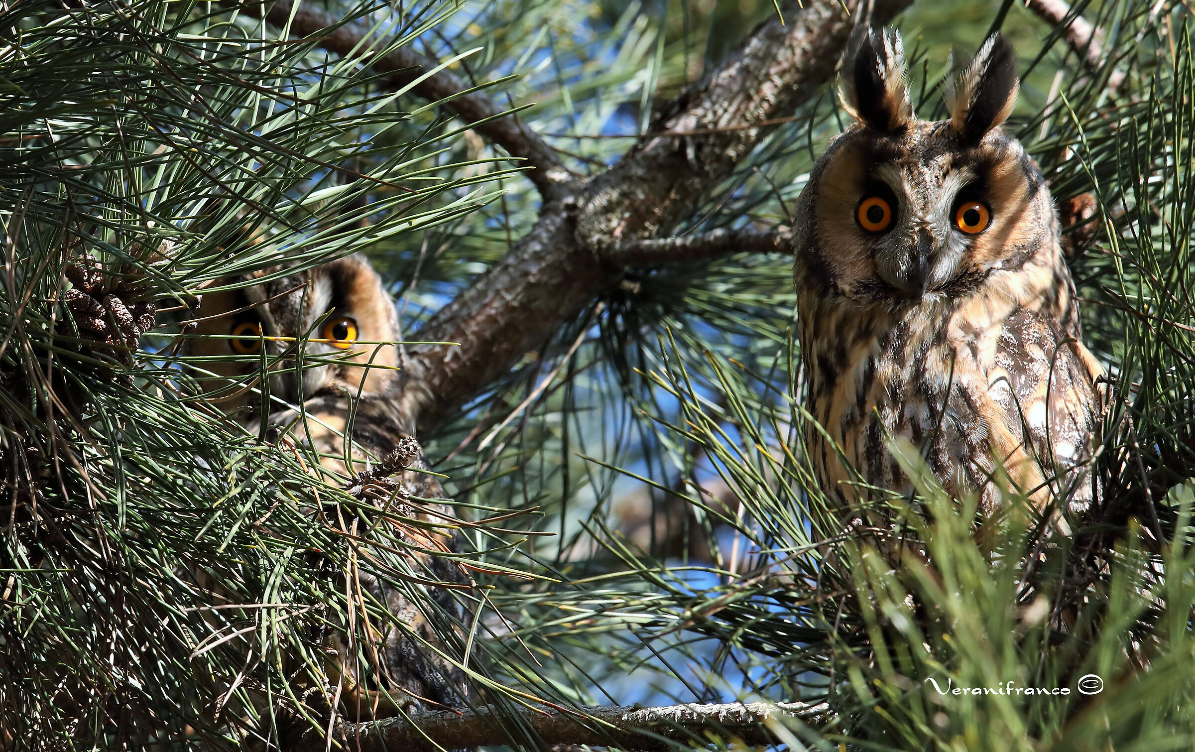 Common Owls...