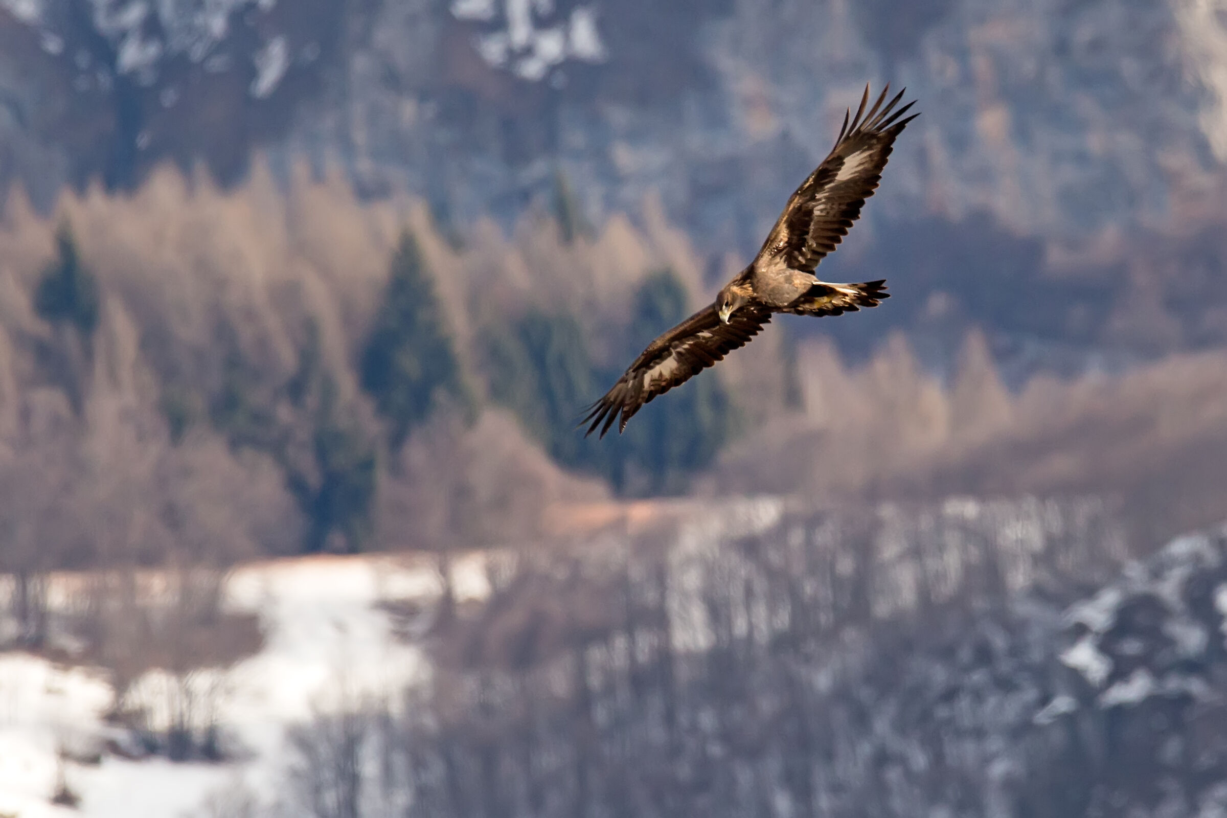 Golden eagle in flight...