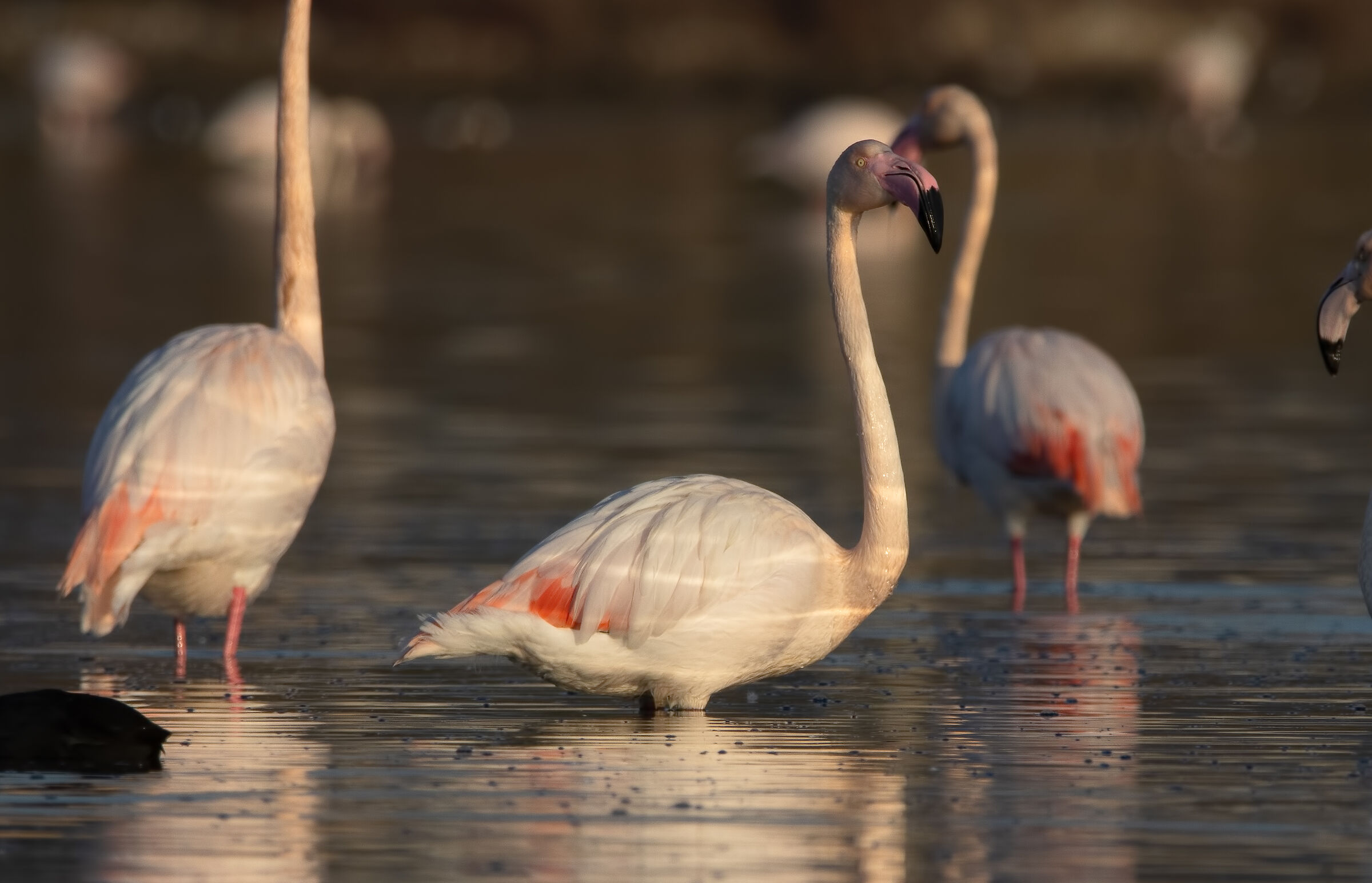 Solitary flamingo....