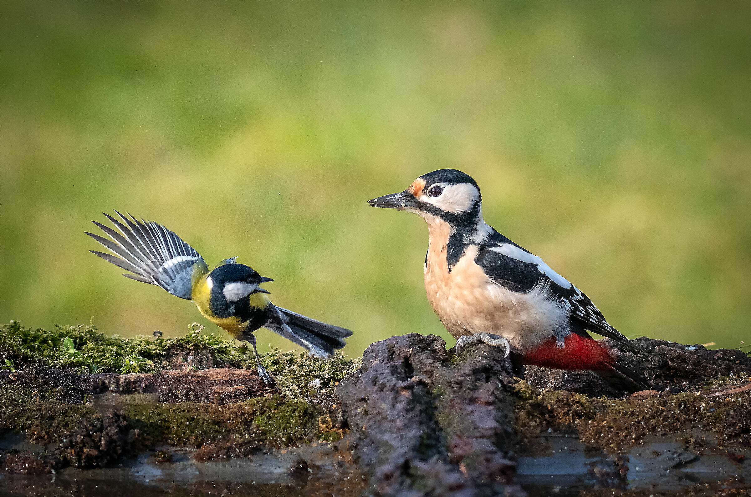 Woodpecker and...