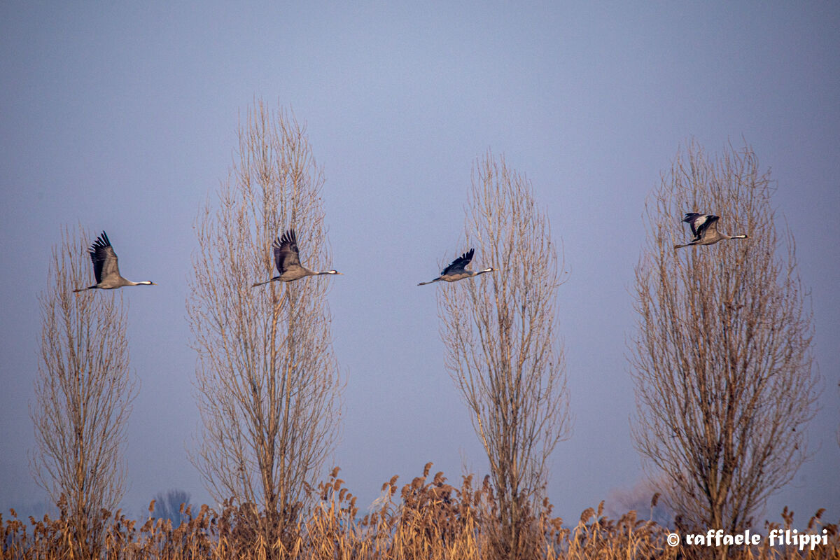 Cranes in flight...