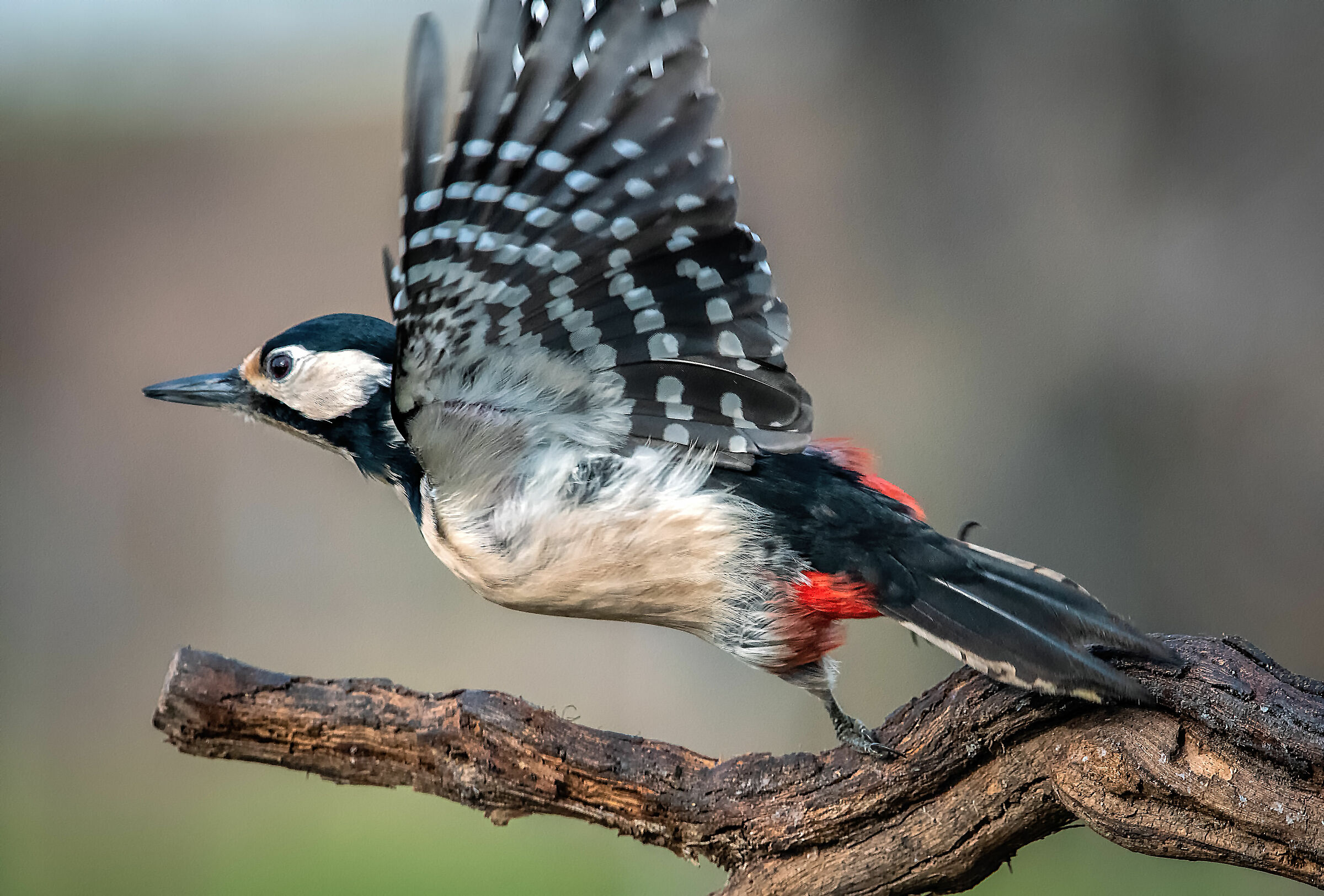 #capannodicora woodpecker...