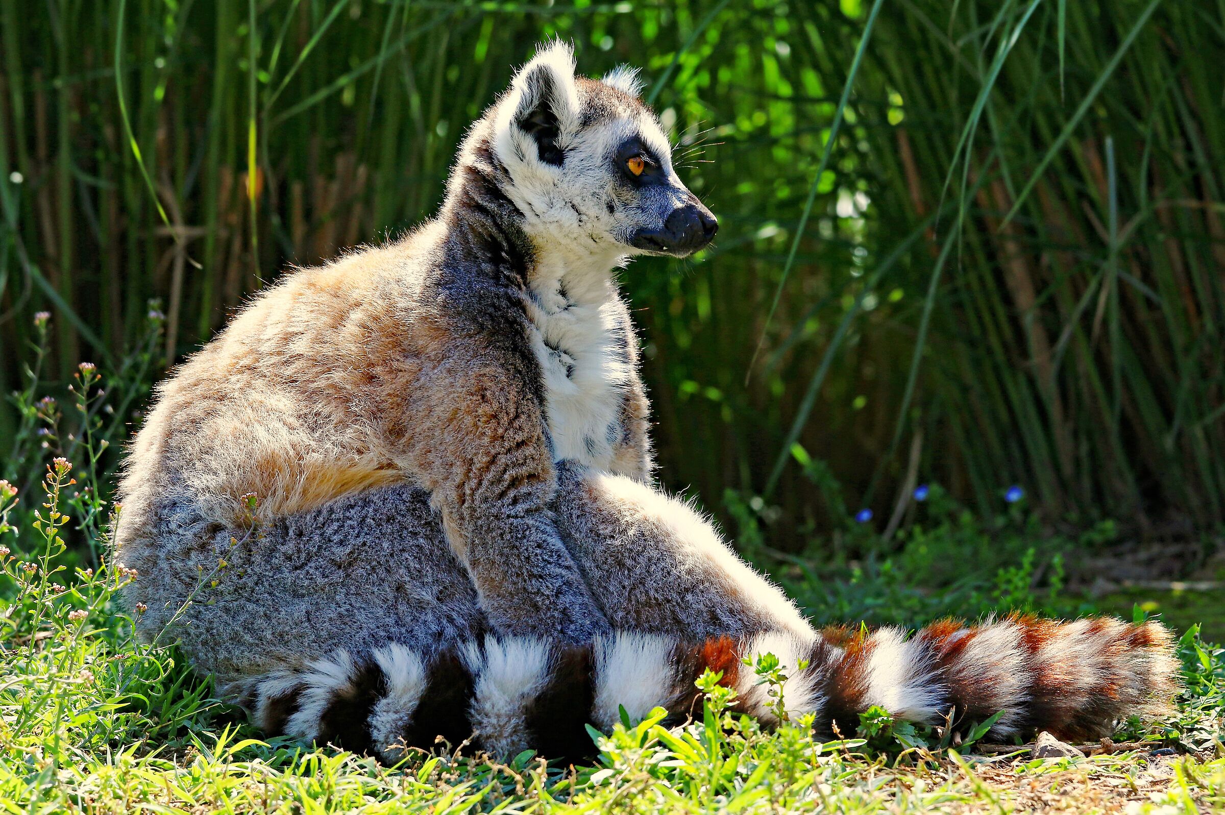 Cat lemur (ring tail) ...