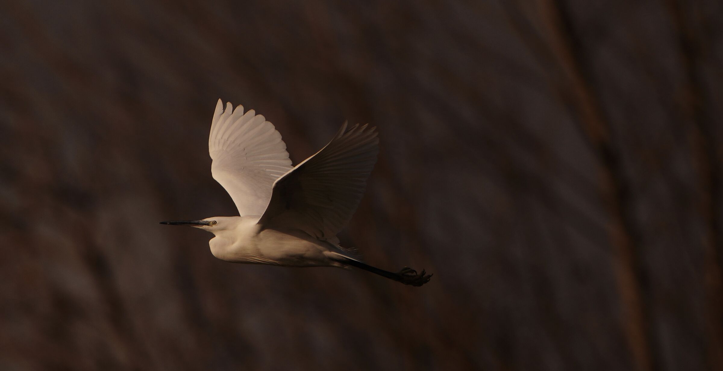 Flying egrets......