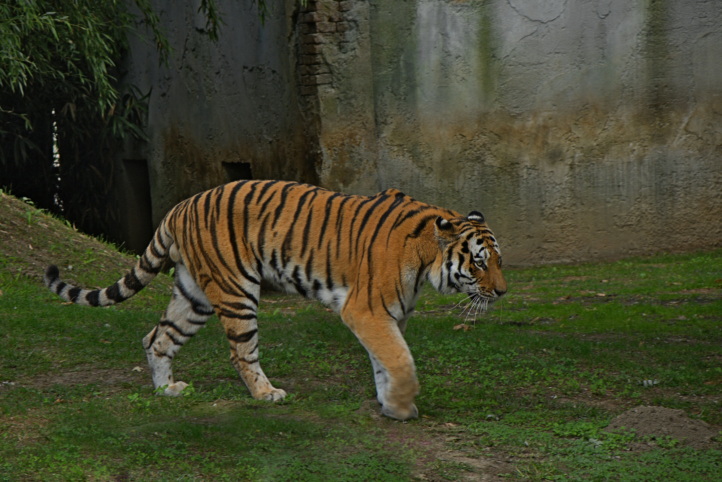 Tigre del Bengala...