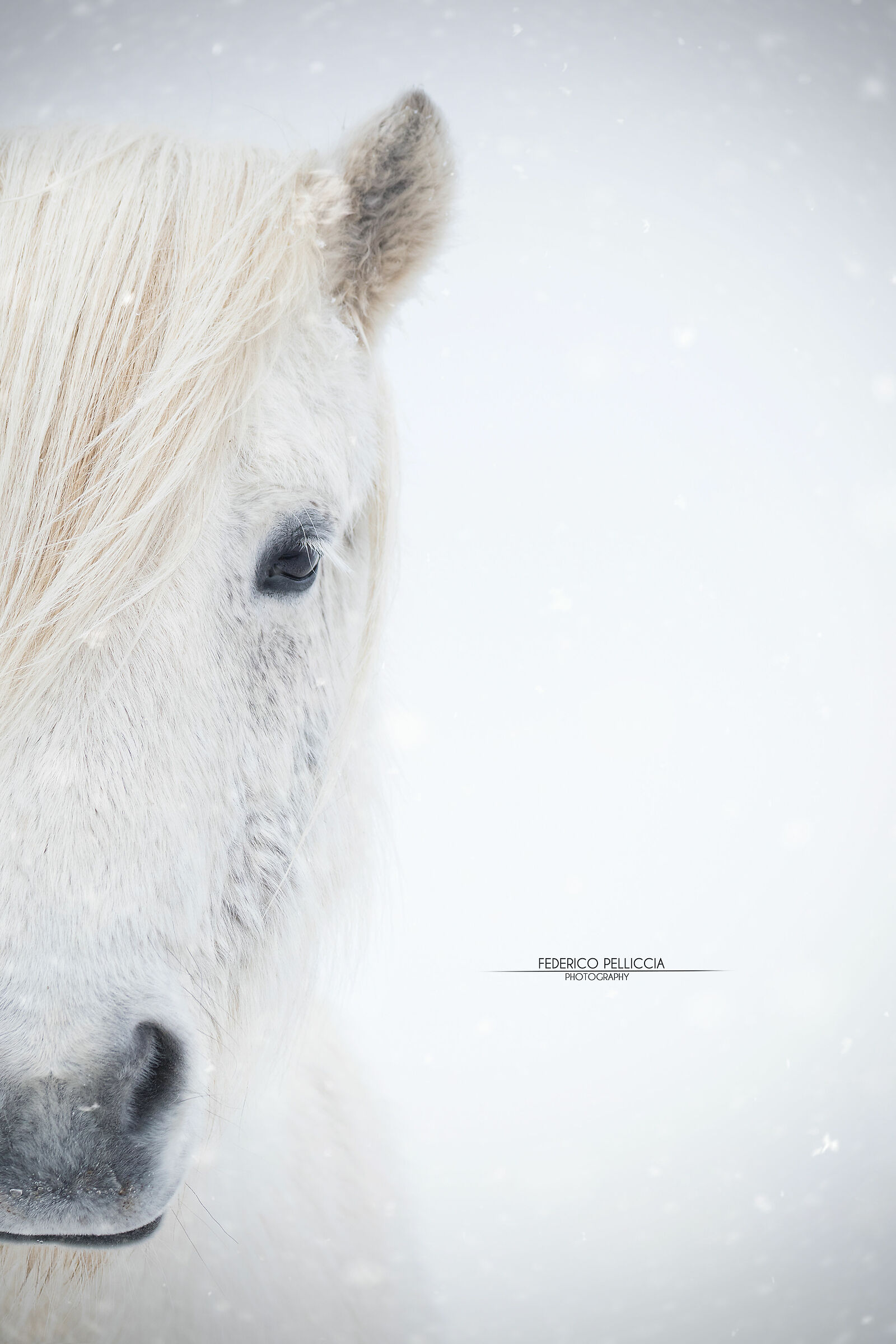 White Icelandic horse ...