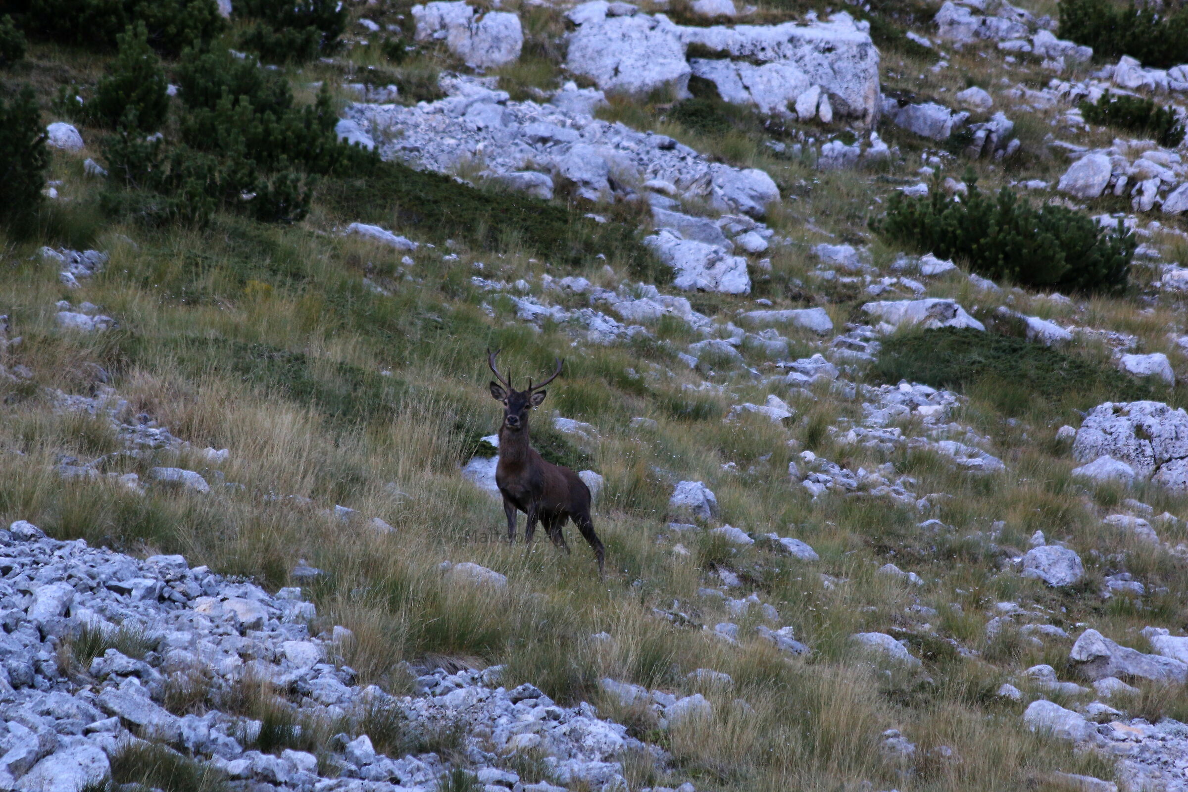Deer - Mount Amaro - Majella...