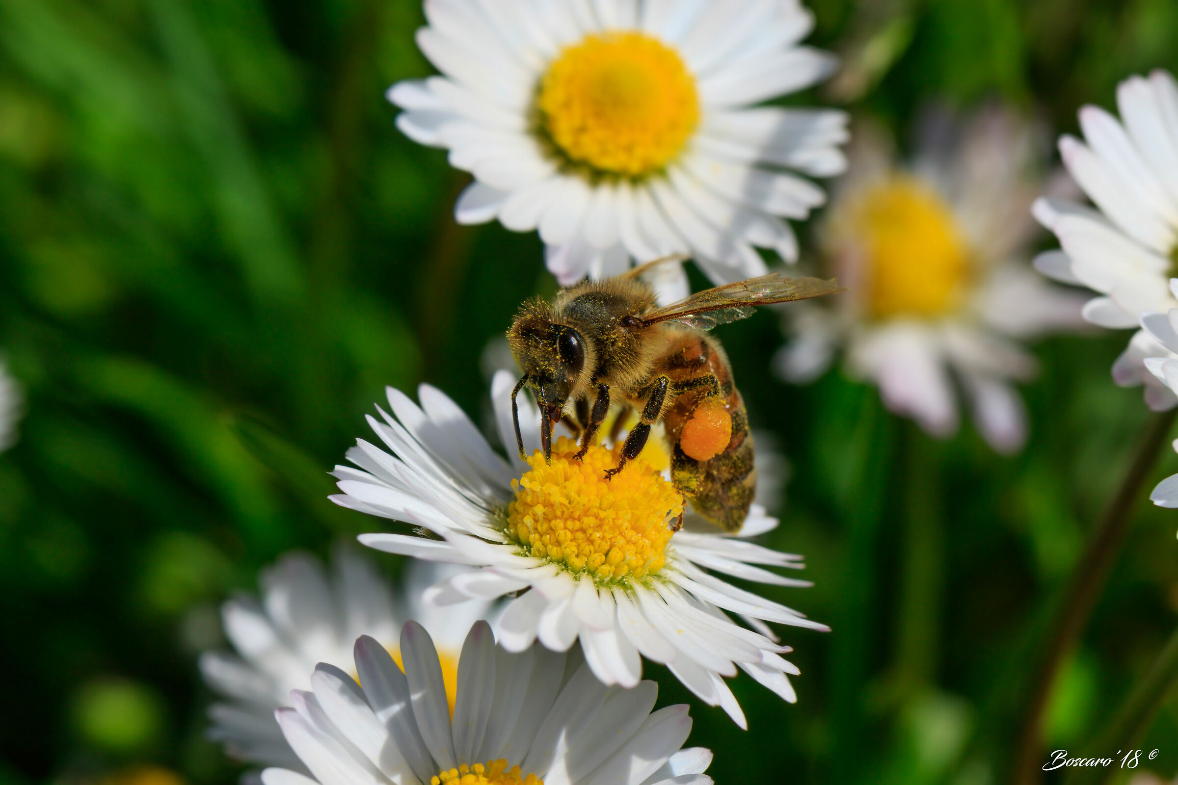 Bee on daisy...