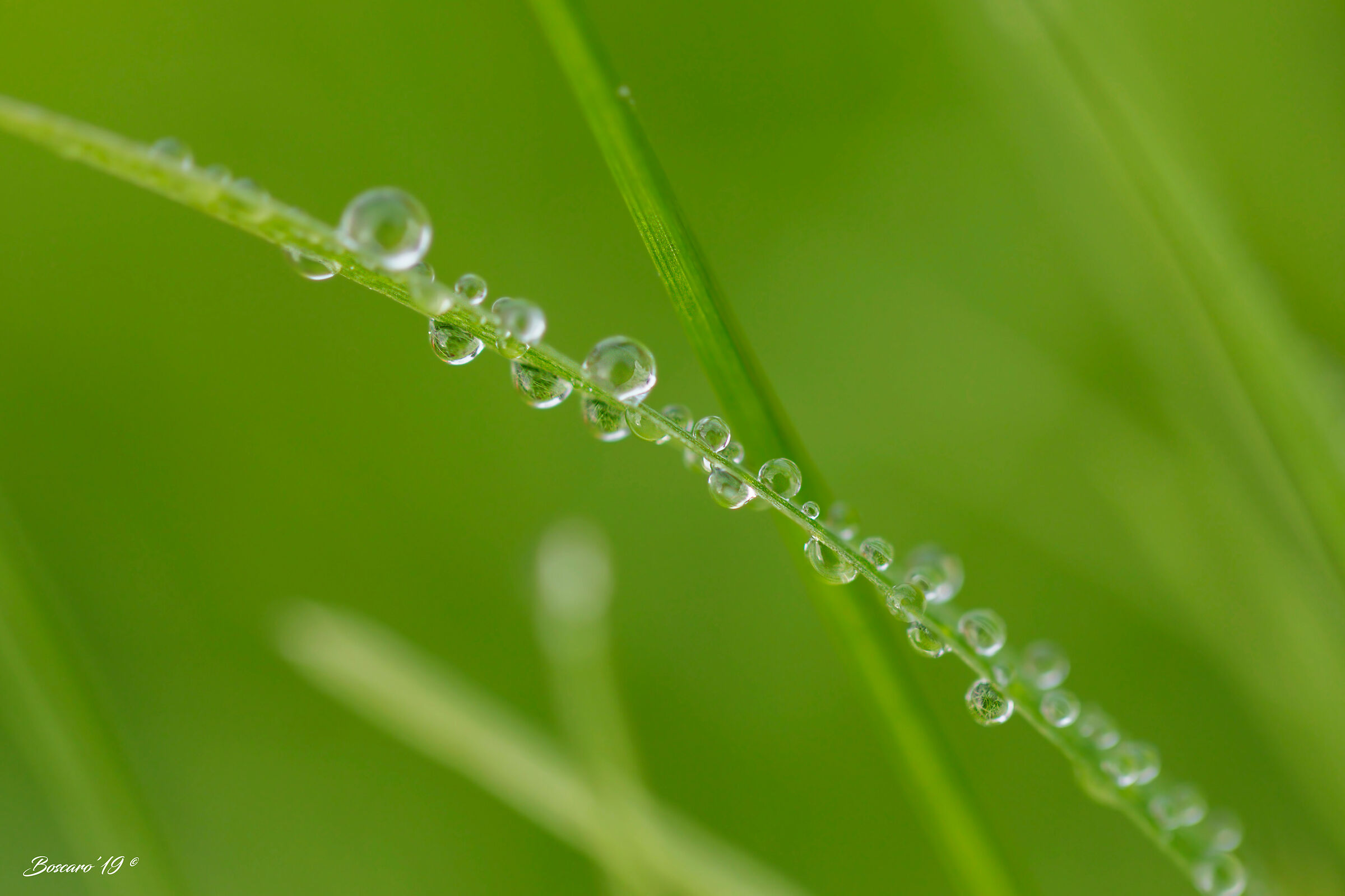 Dew on blade of grass...