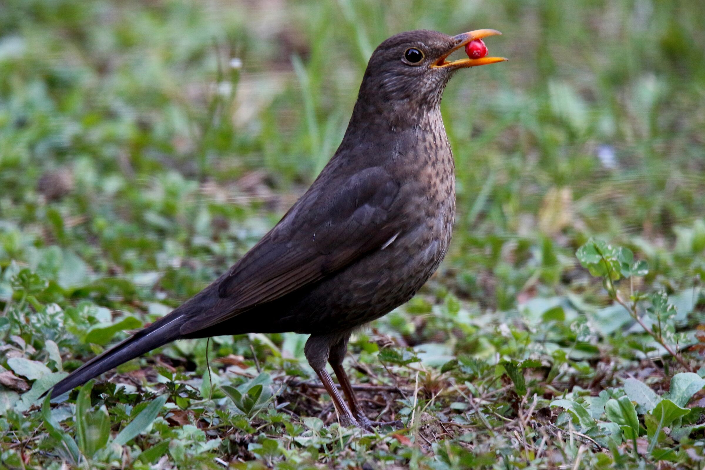 the blackbird with its berry...