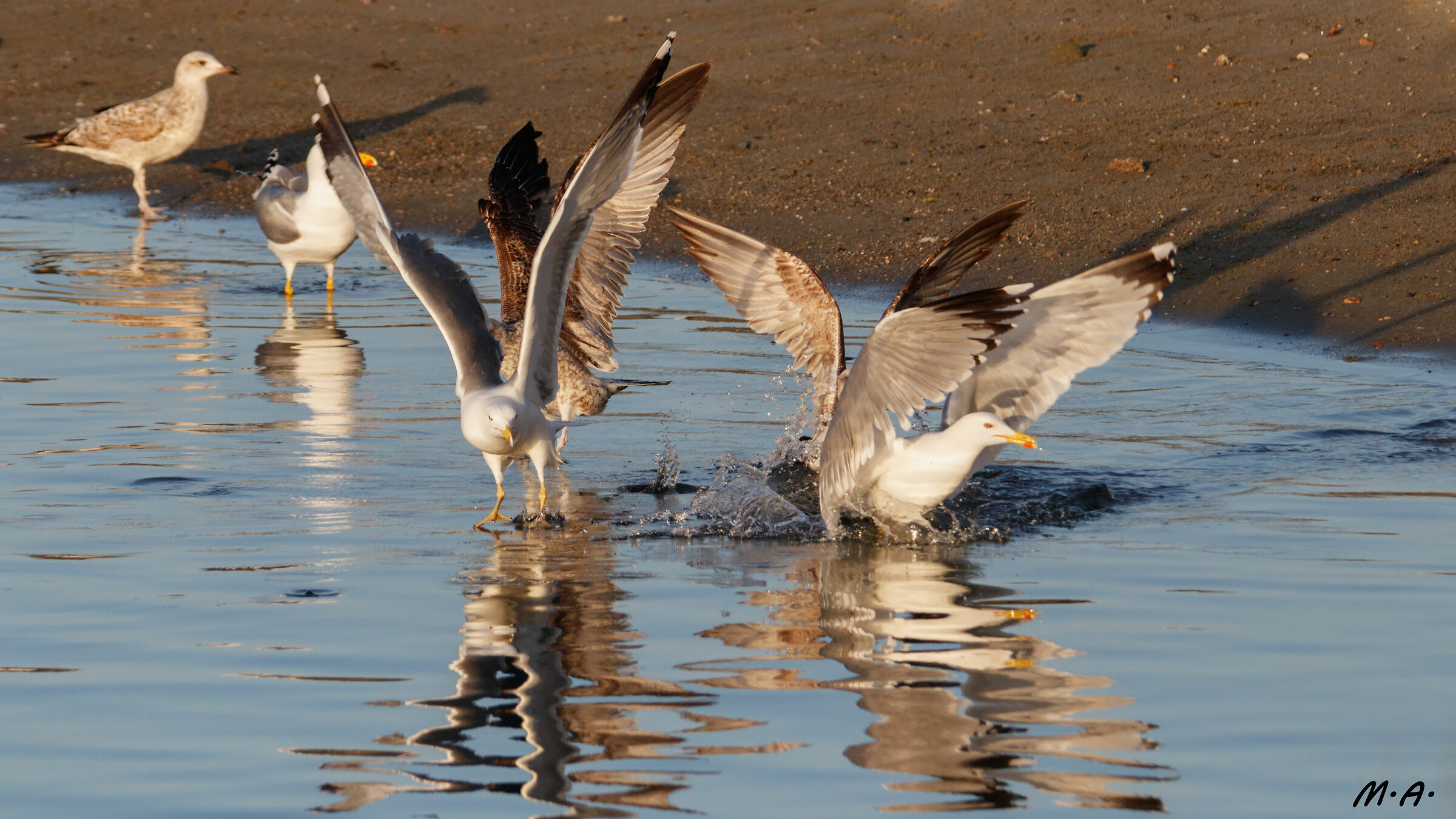 Gulls attack...