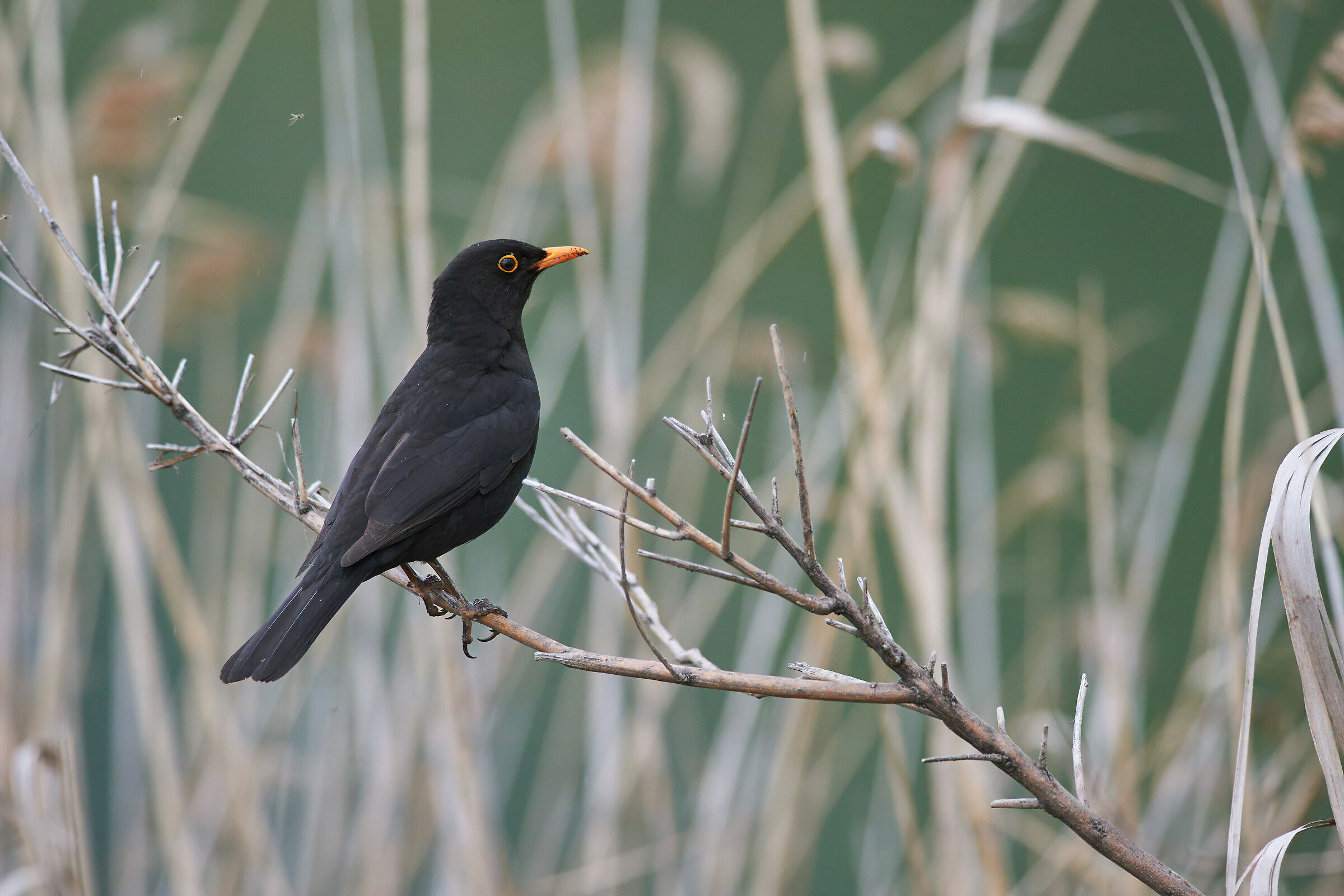 Marsh blackbird....