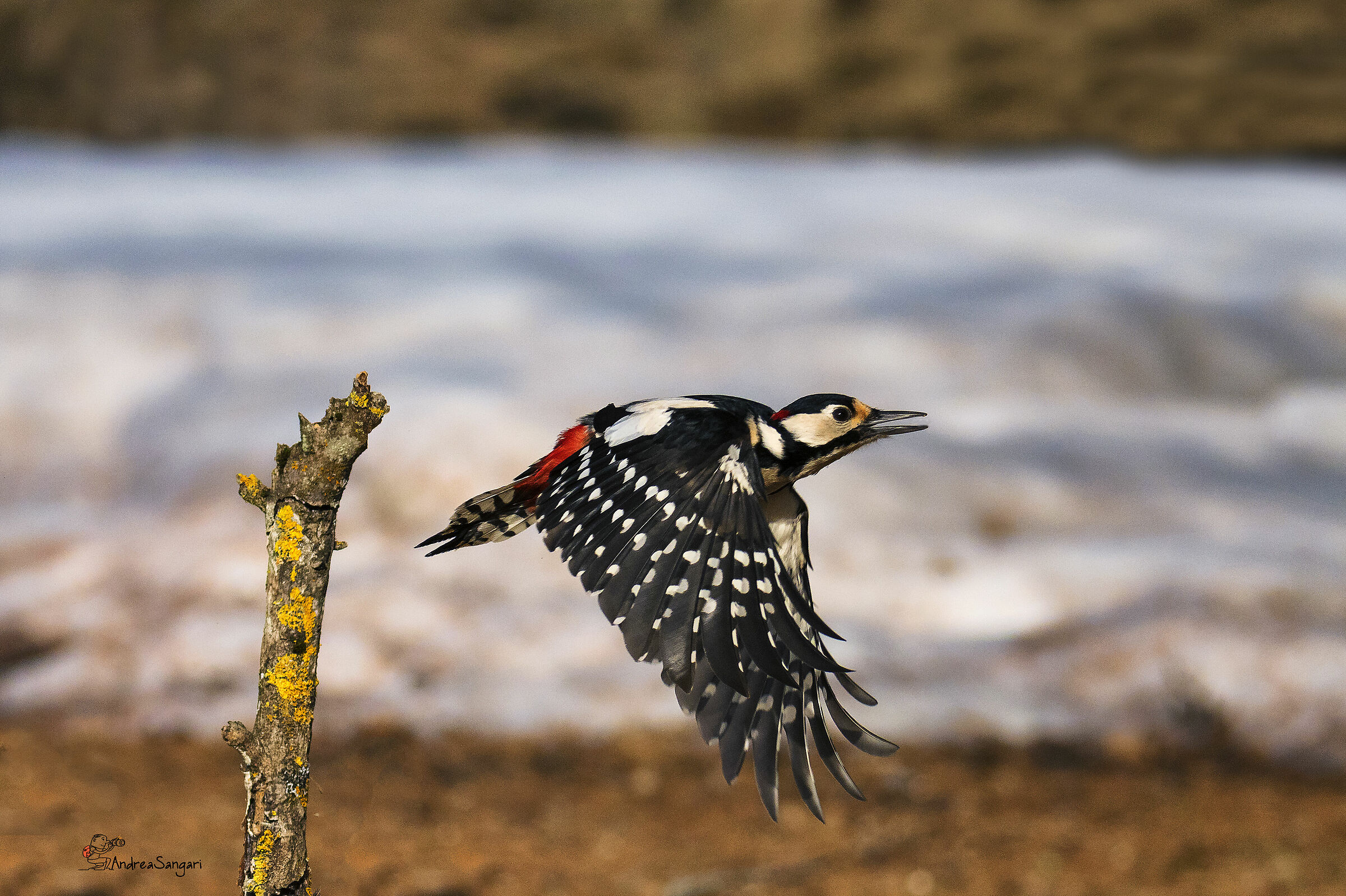 Hungry woodpecker........