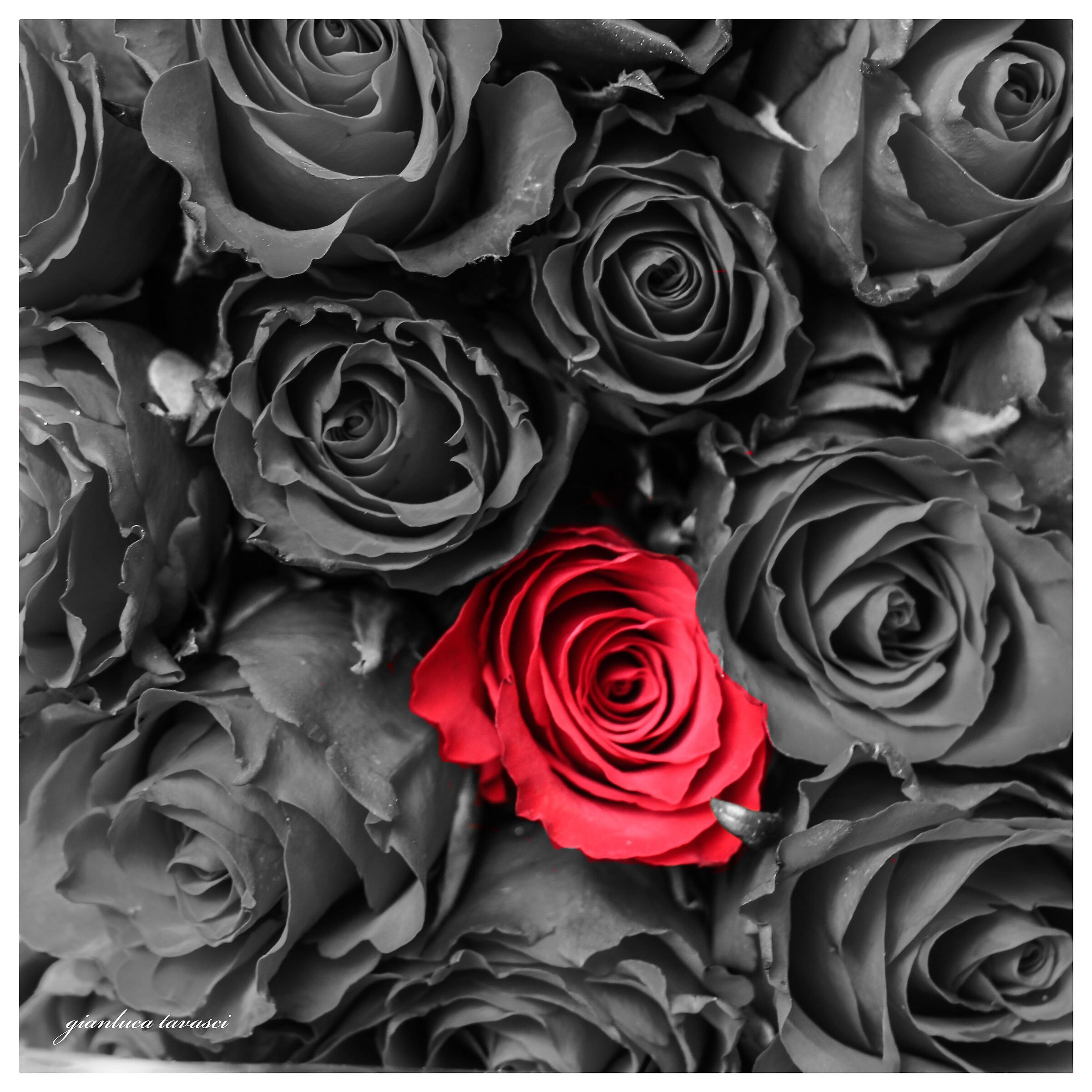 25 anni d'amore, una sola rosa!!...