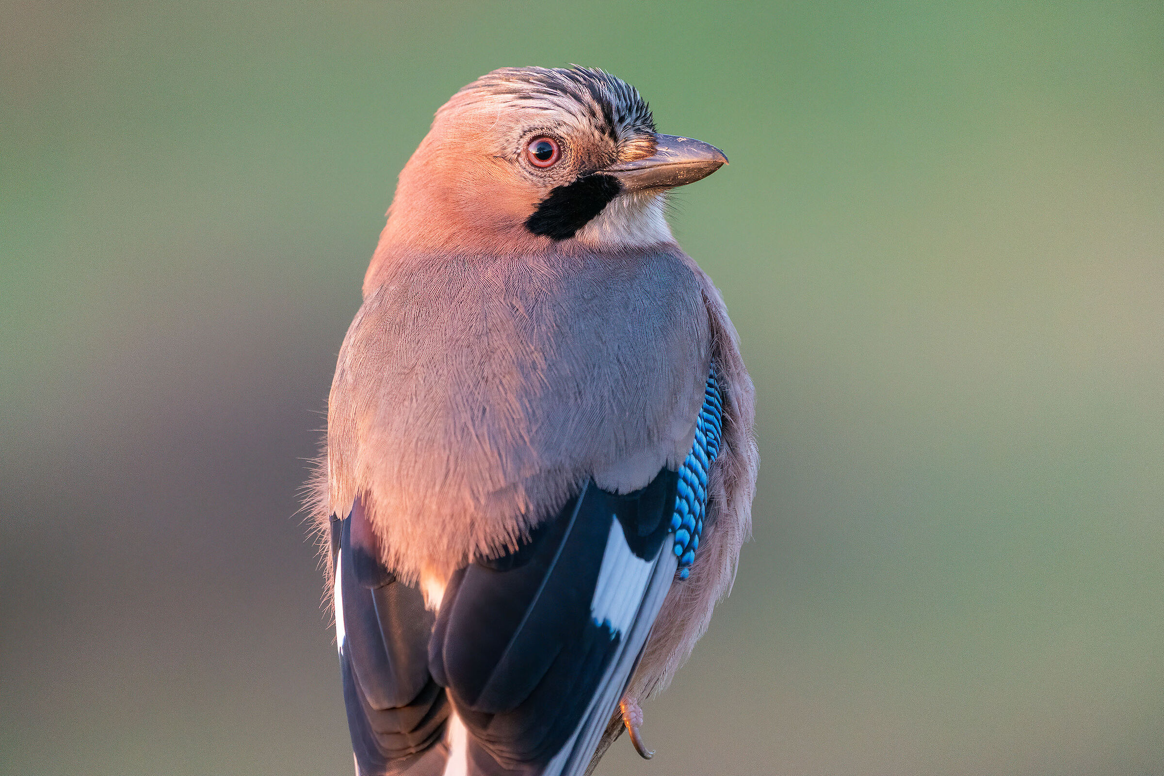 Portrait of a Jay...