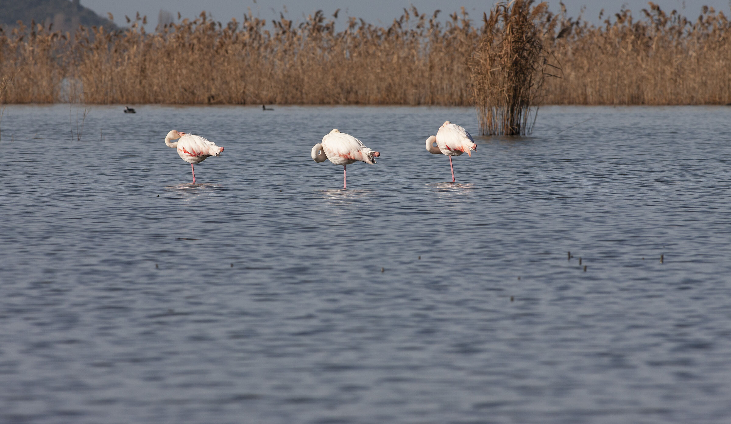 Flamingos of Trasimeno...