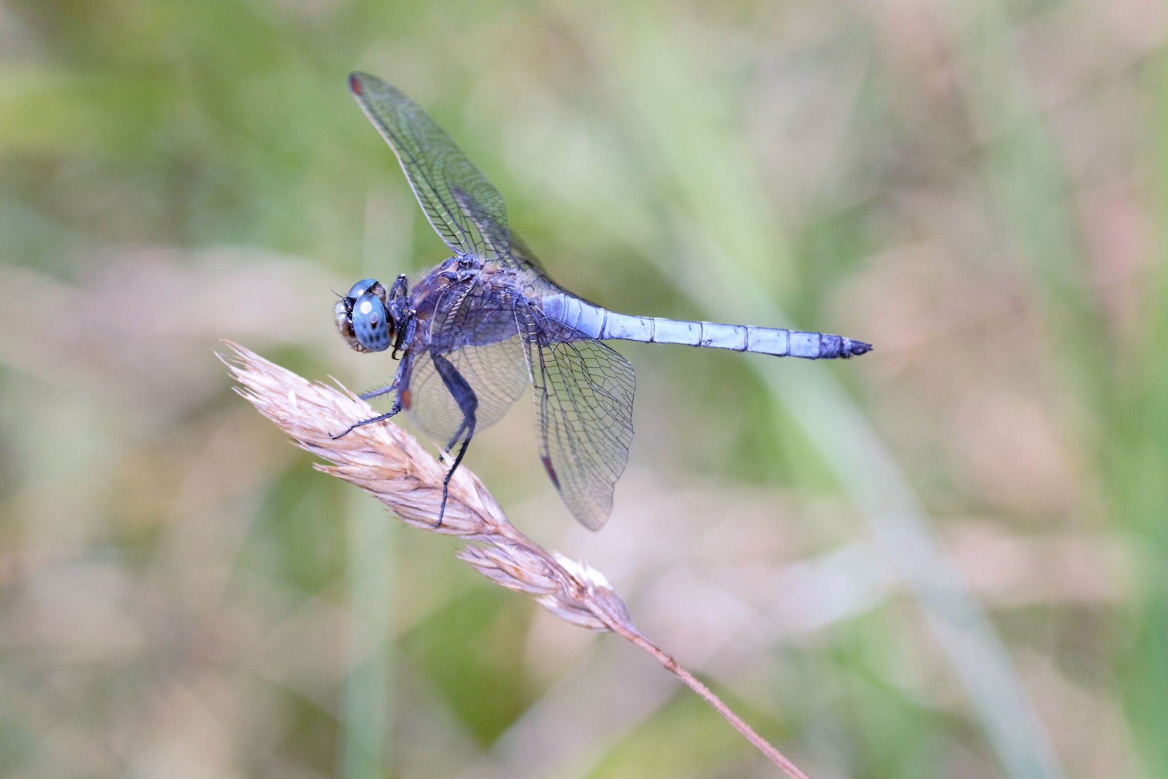 Libellula...