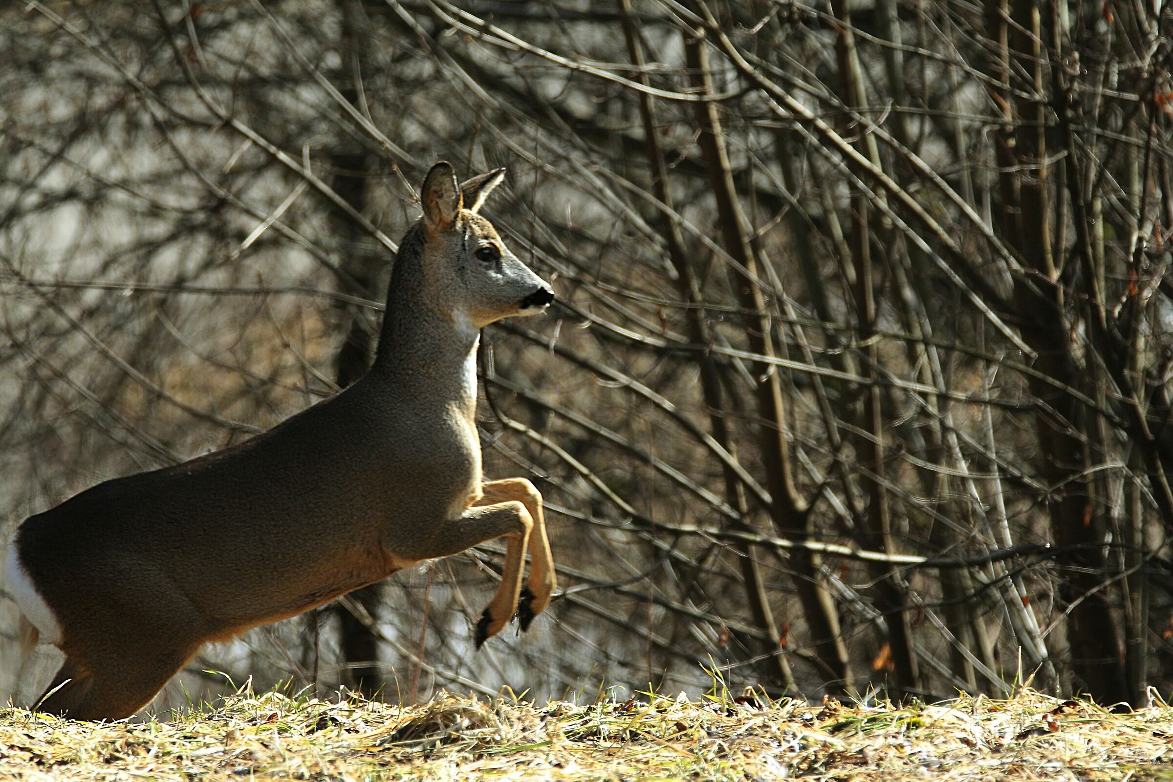 female roe deer...