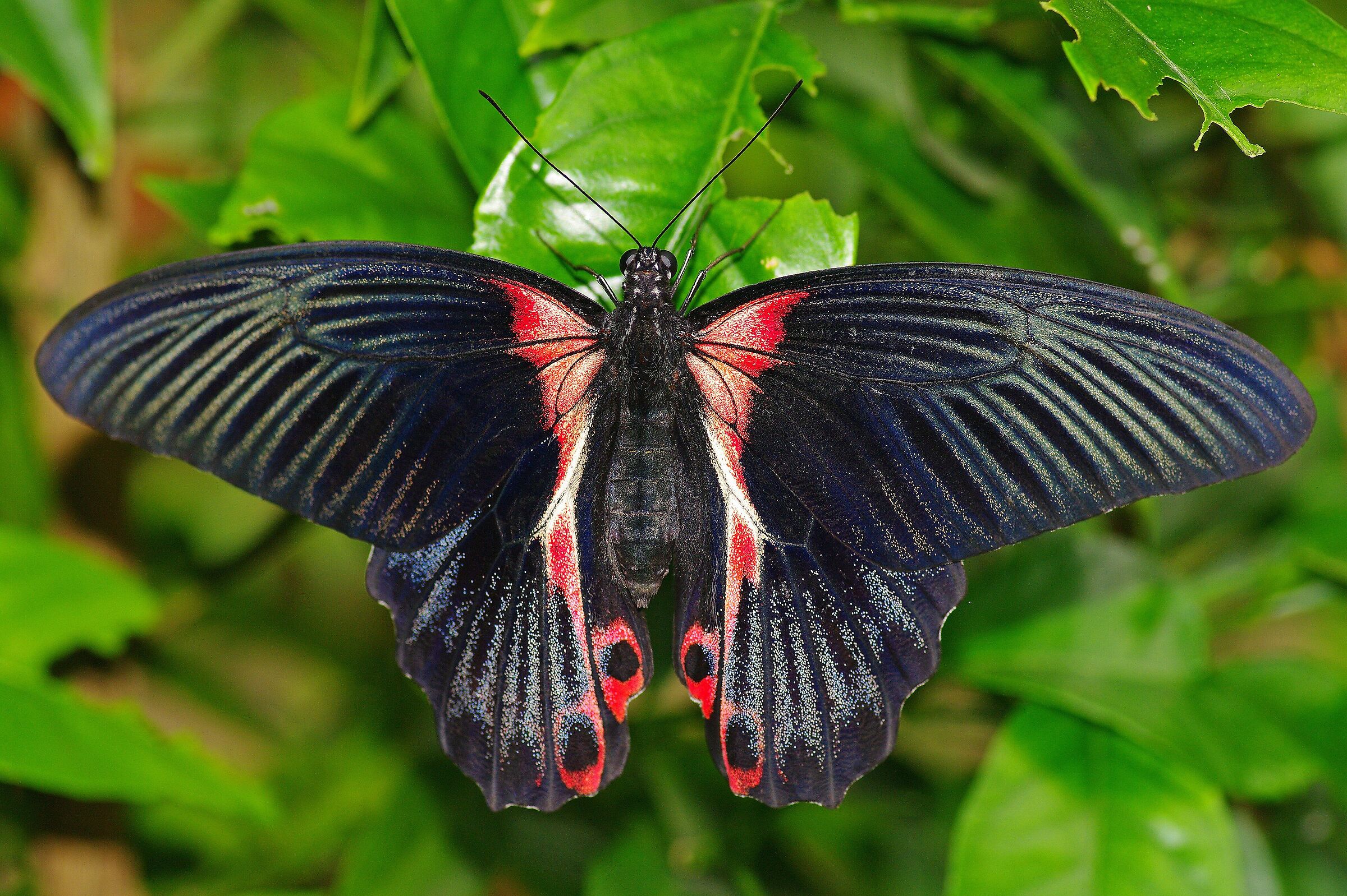Papilio Rumanzovia -2...